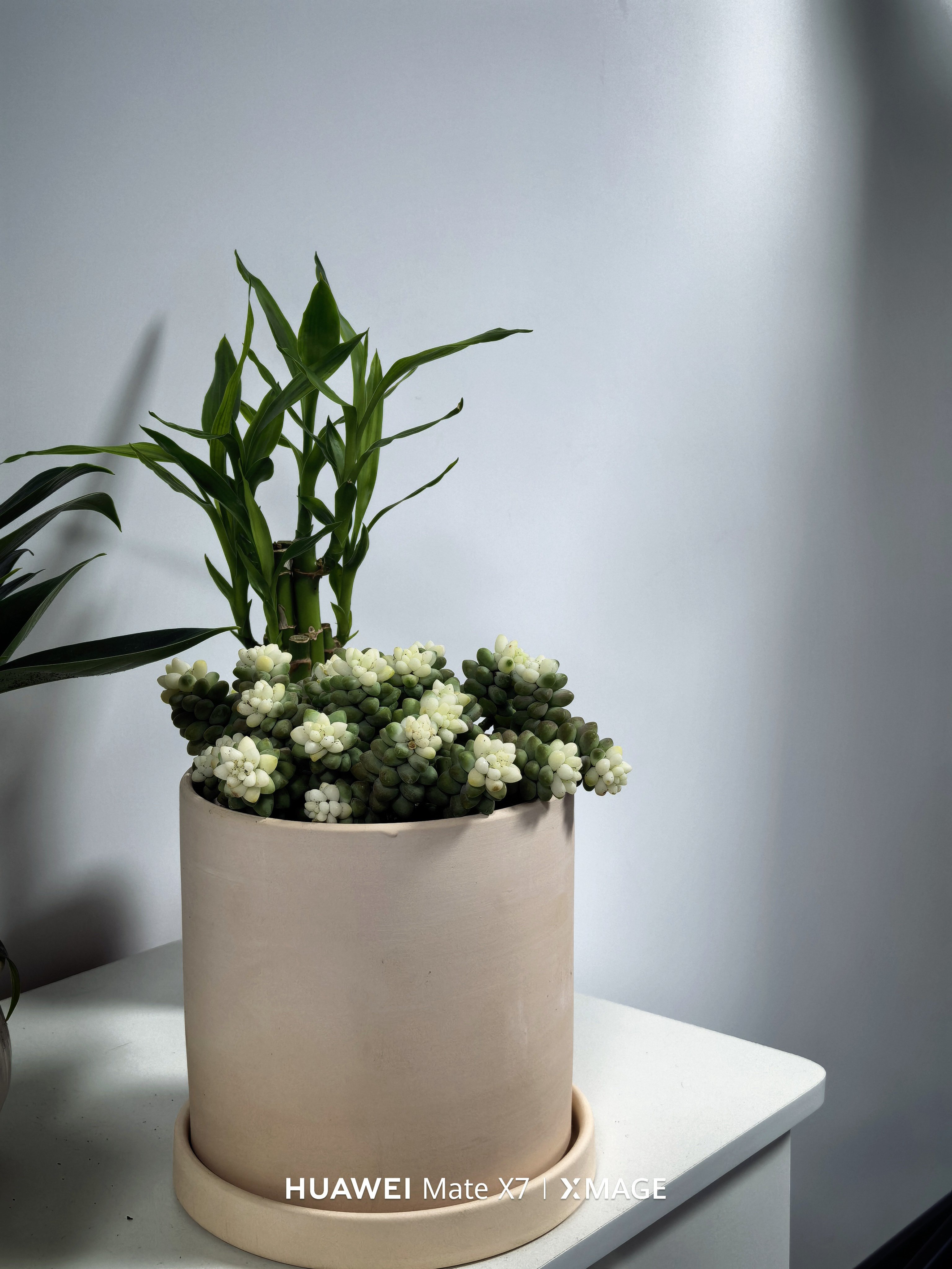 又逗b了。这么小的多肉，我买了一个这莫大一个盆 青岛