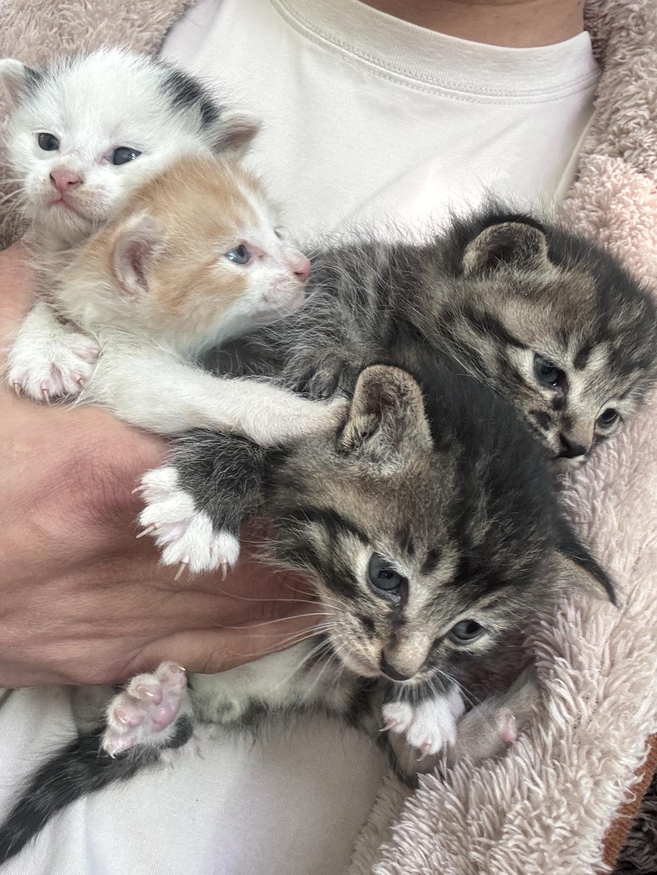 三窝猫崽子，12只
太太太……猫咪幼崽 超可爱的猫崽