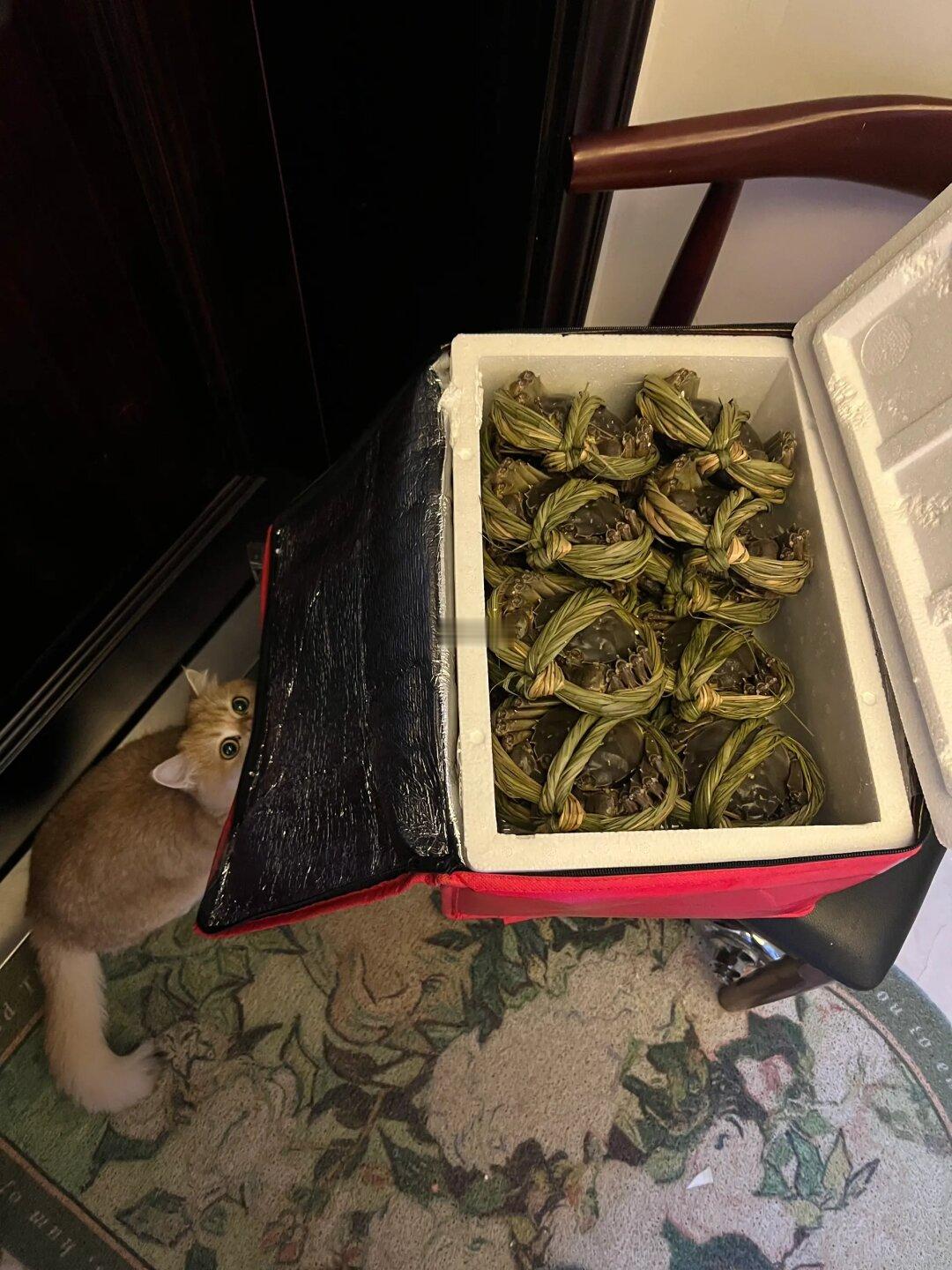 你的小馋猫喊你吃大闸蟹了🦀