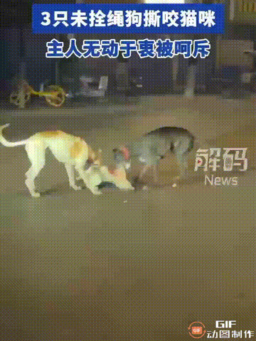 江苏南京一名女子外出散步时，看到三只没有拴绳的小狗在撕咬一只小猫，而小狗的主人则