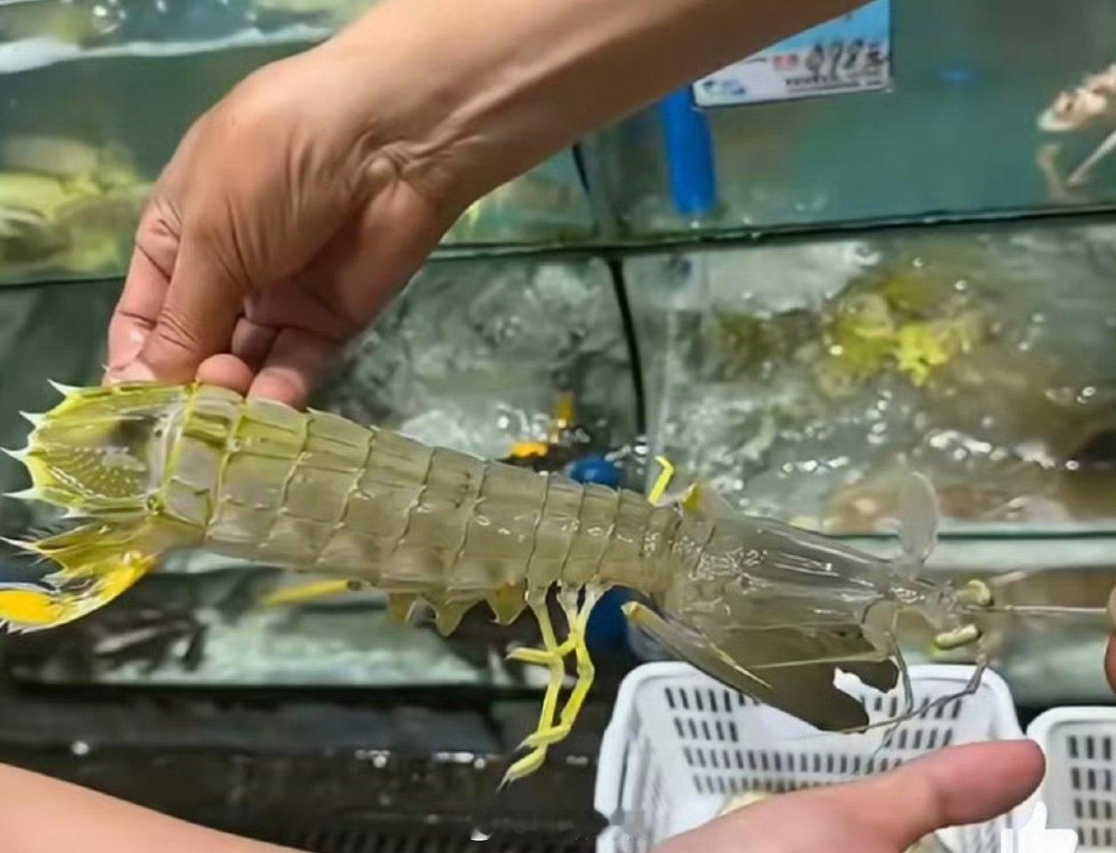 市监局称4只皮皮虾1035元价格合规这虾看上去真不小，三四百的价格应该还算合理，