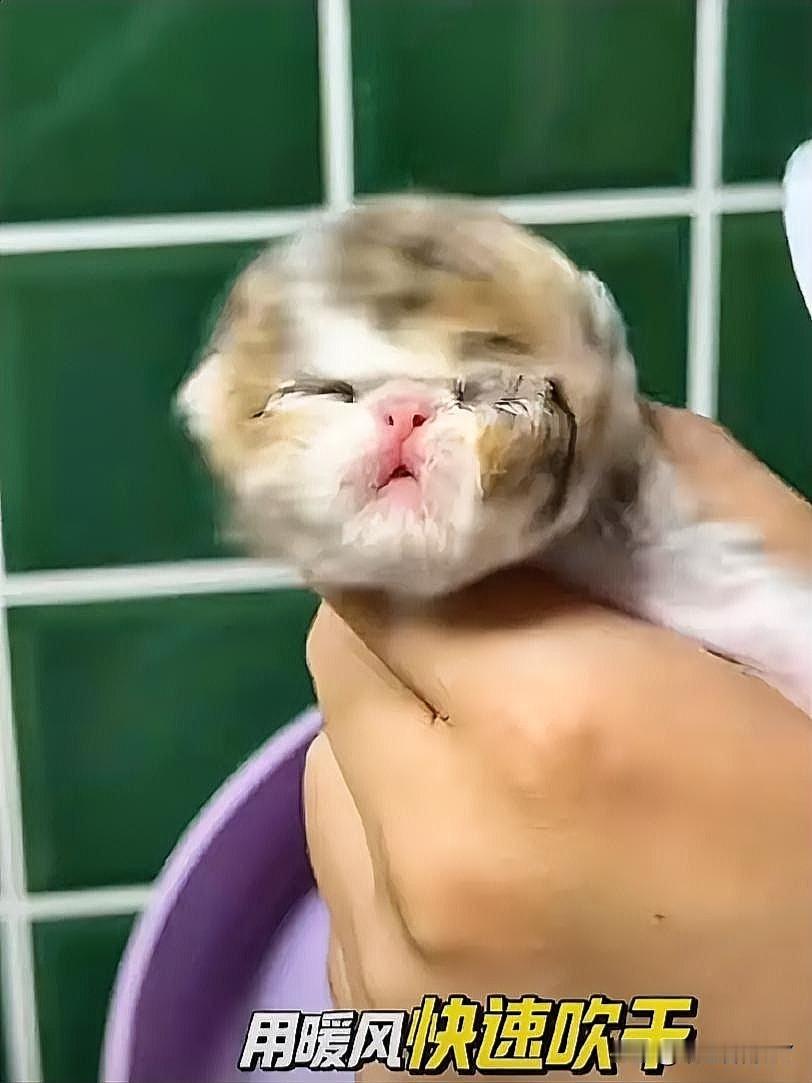 给小奶猫洗澡，好似是一场需要万分小心的“温柔战役”。

首先呢，先备好38度左右