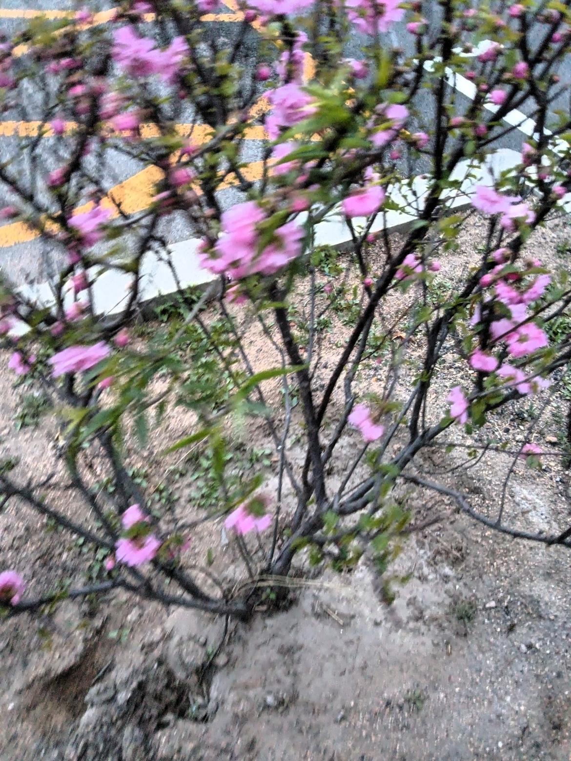 路边开满了粉色的花，好美啊！