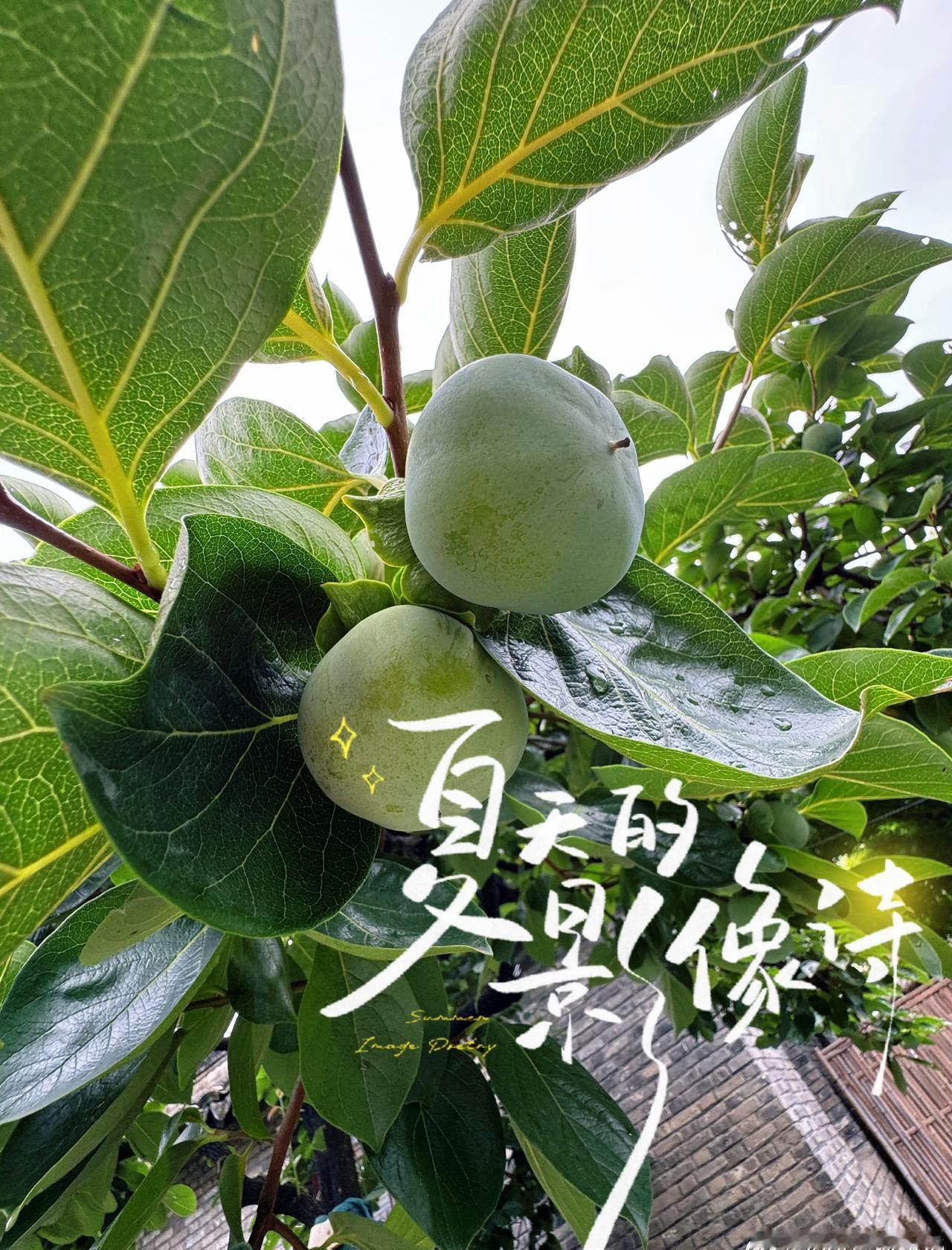 今日小暑，清晨的阳光，带着滚烫的元气，上海也正式出梅，开启高温模式，又是办公室里