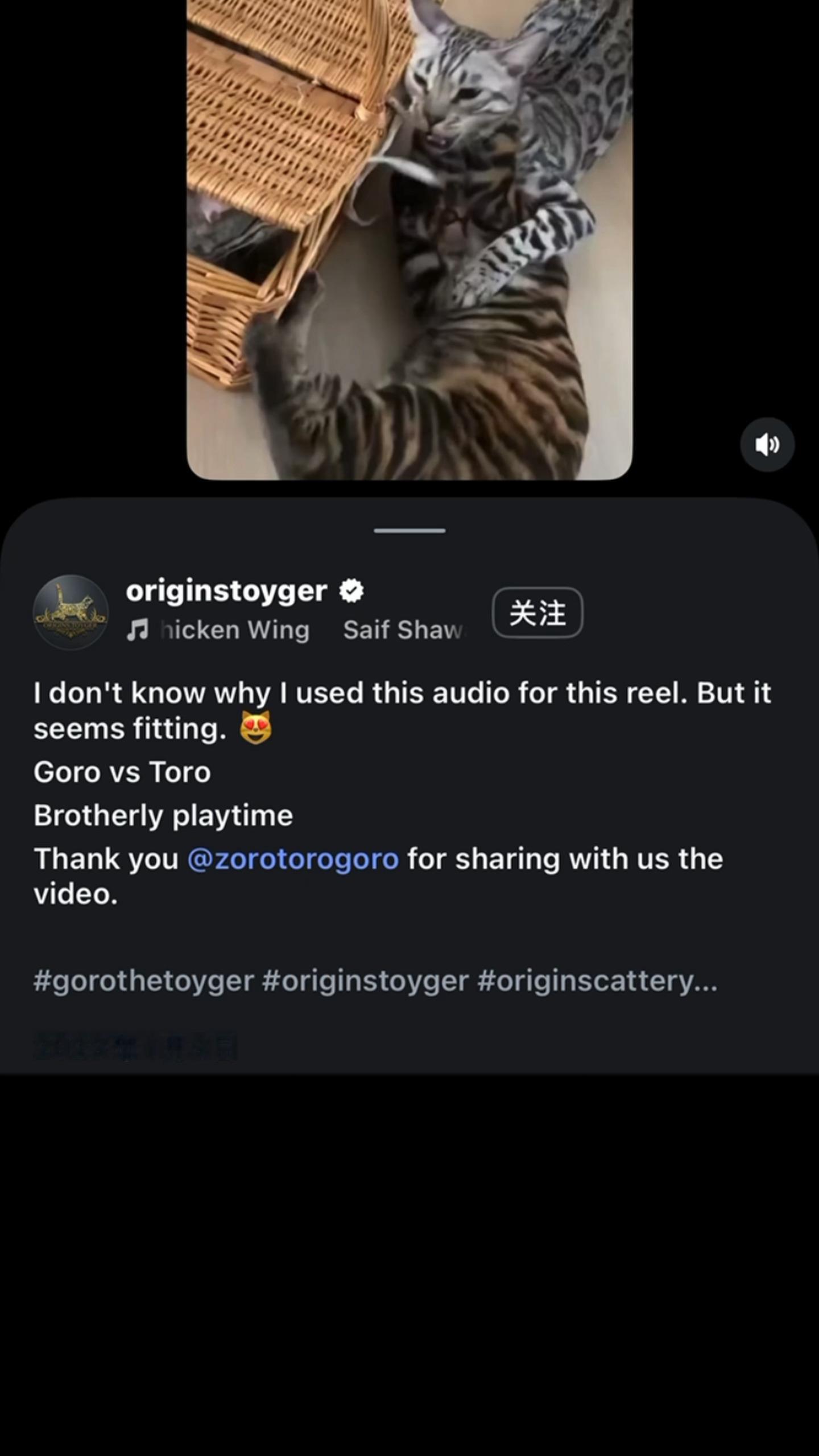 六只猫的两个IG号是注销了还是改名了😯本来以为只是取关了猫咪账号，搜了下发现账