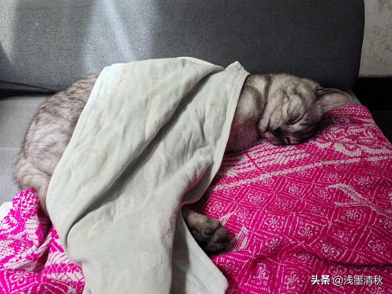 这个睡觉的姿势真没拿自己当外人[呲牙]