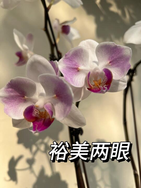 美到心巴里了的蝴蝶兰💜