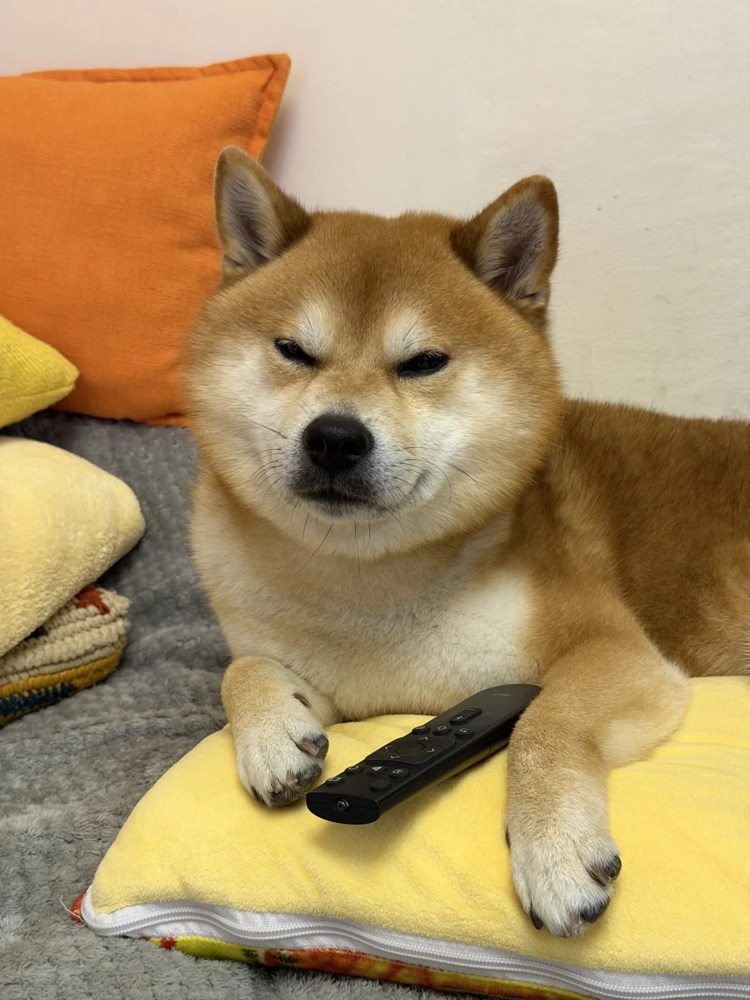 不要关掉我的电视！我没睡着！😳🫩