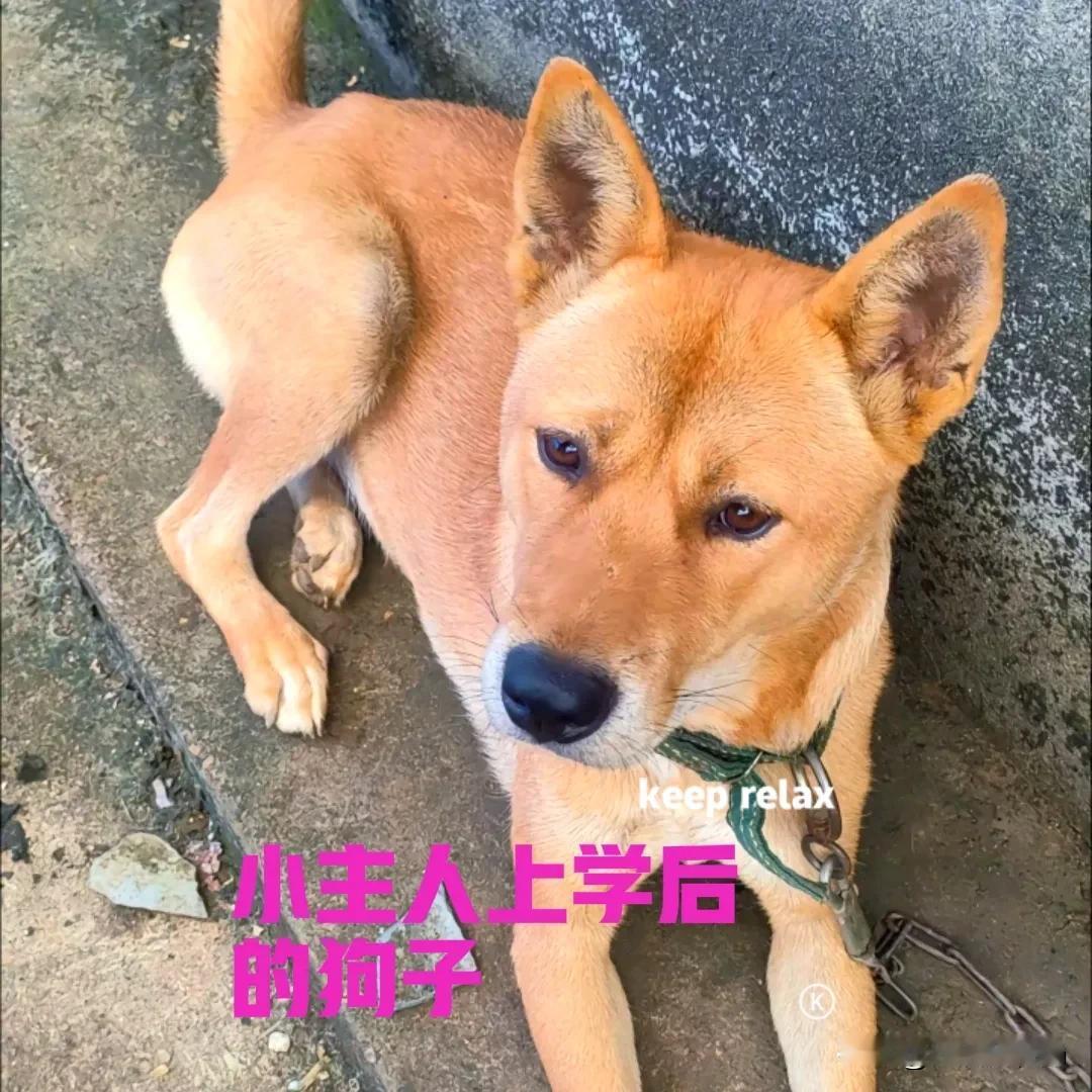 没想到狗子也有多愁善感的时候……

小主人去上学了，

已经几天没有见到小主人的