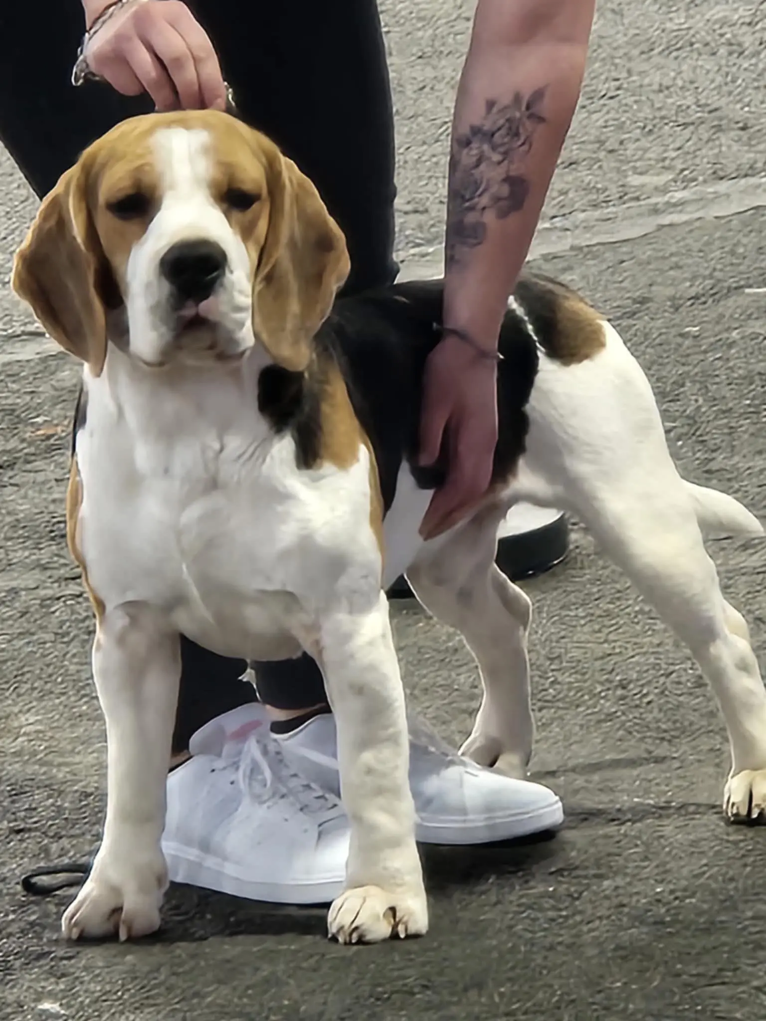 比格犬 法国比格犬