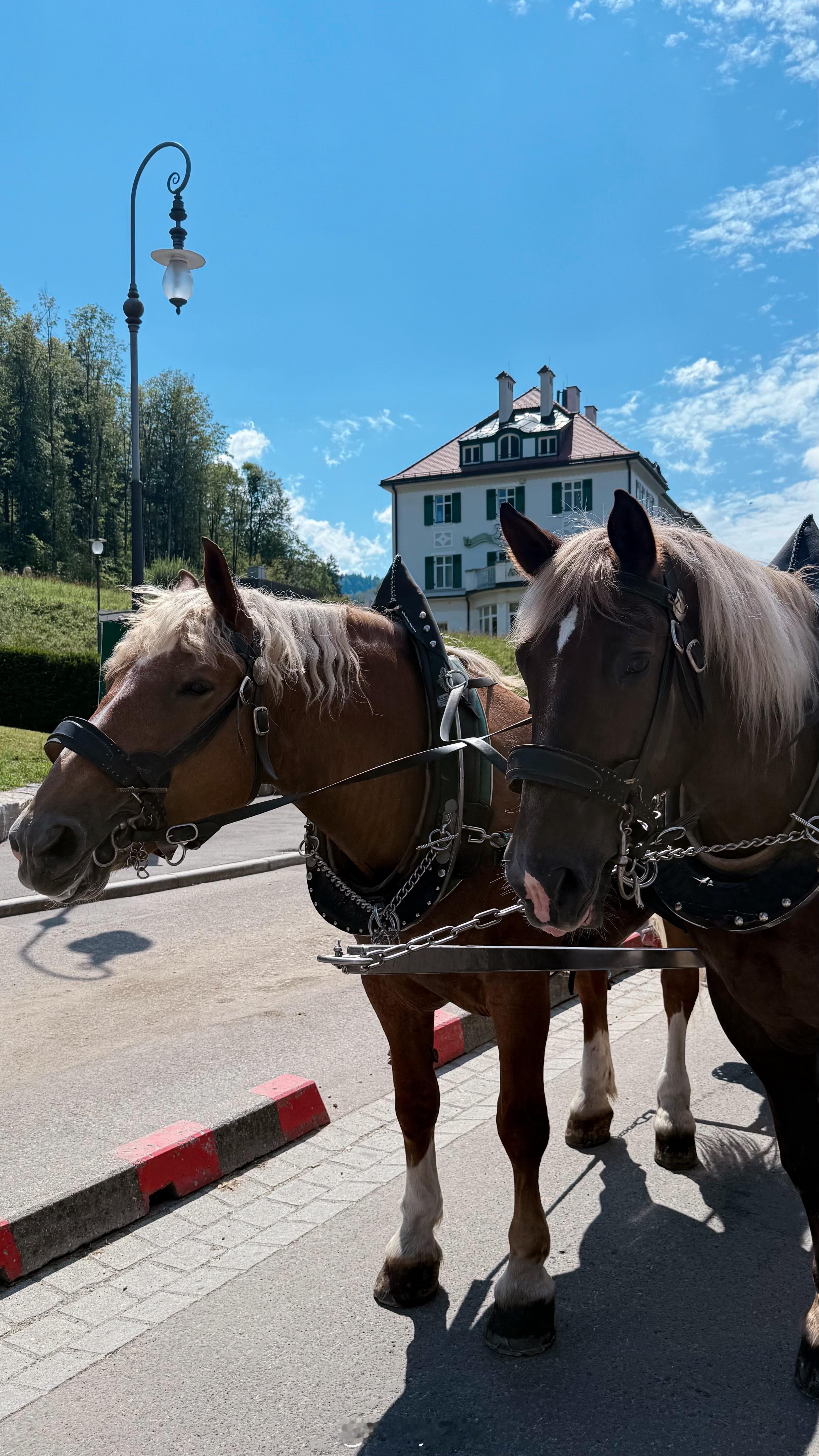 🐄☁️⛲️☕️🪾🐾🦦一路走走停停  ​​​