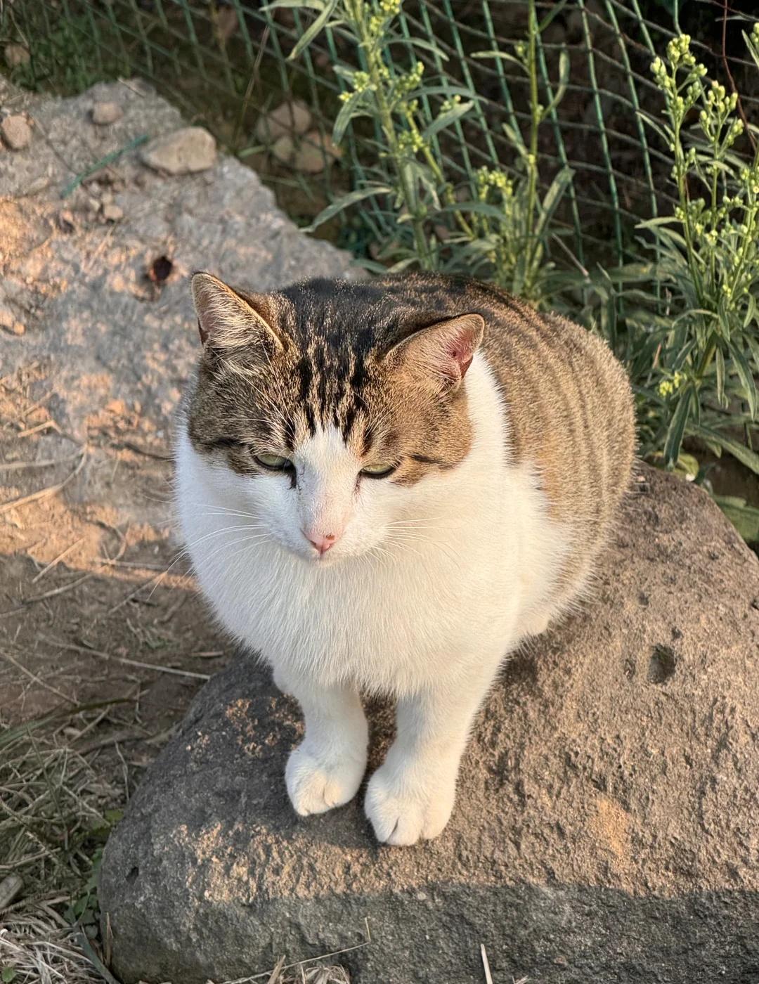 11月13日我的车被朋友开玩笑贴了一张假罚单，拍照发给我了，我当真了，就给男朋友