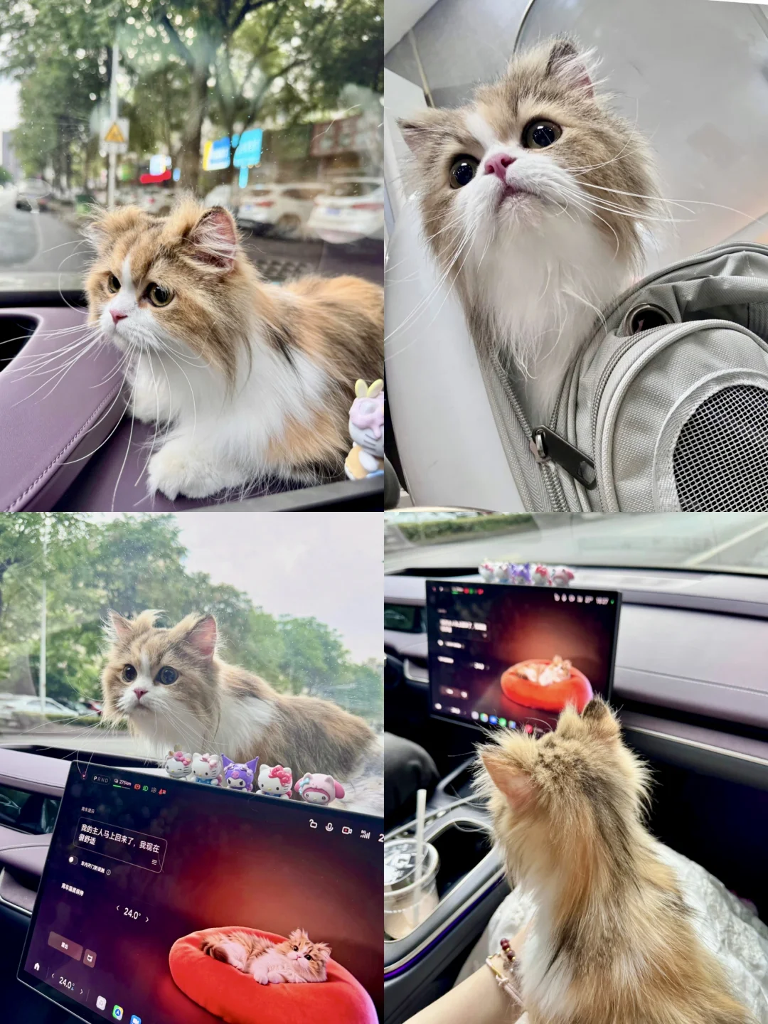 今天份出行搭子，是我的小猫咪。