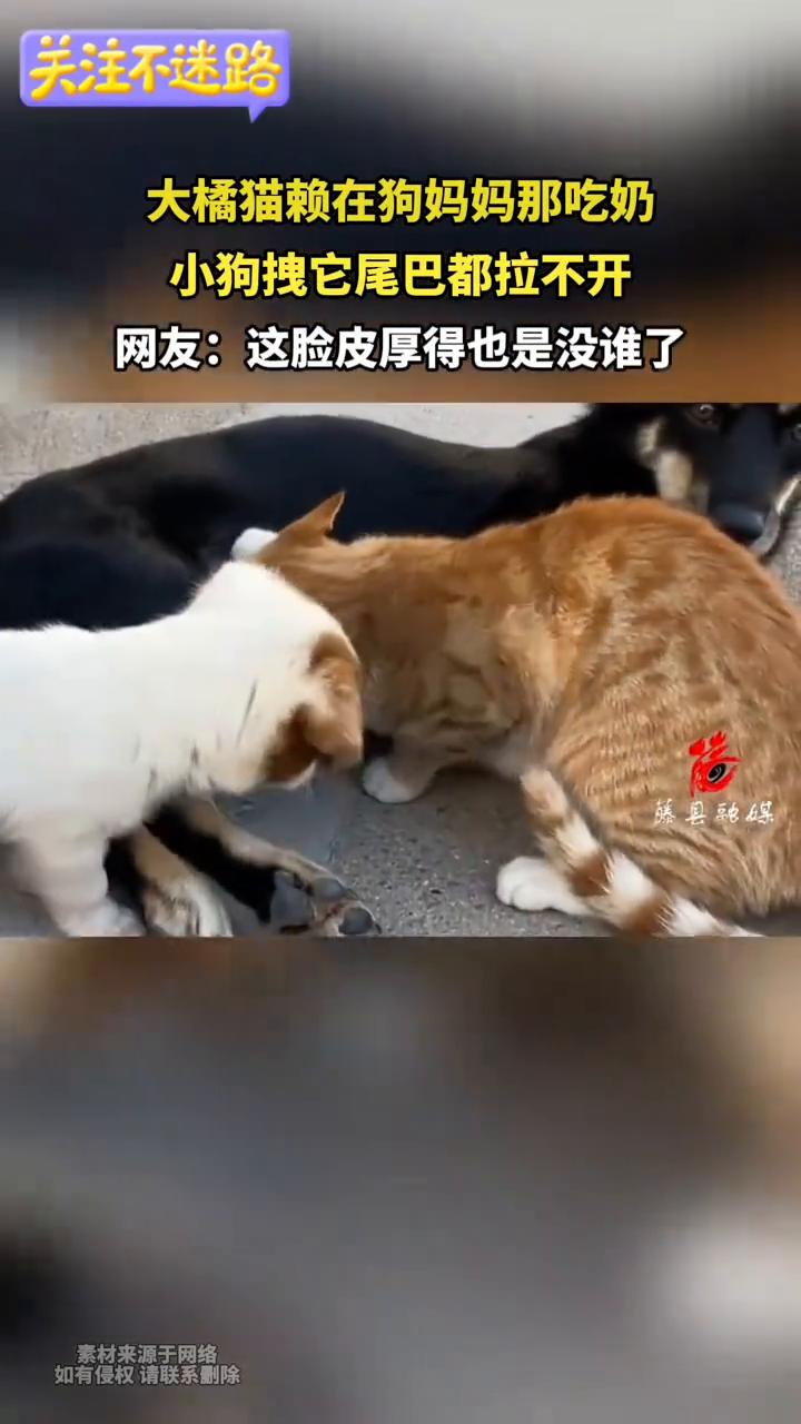 大橘猫赖在狗妈妈那吃奶，小狗拽它尾巴都拉不开。网友：这脸皮厚得也是没谁了。
随县