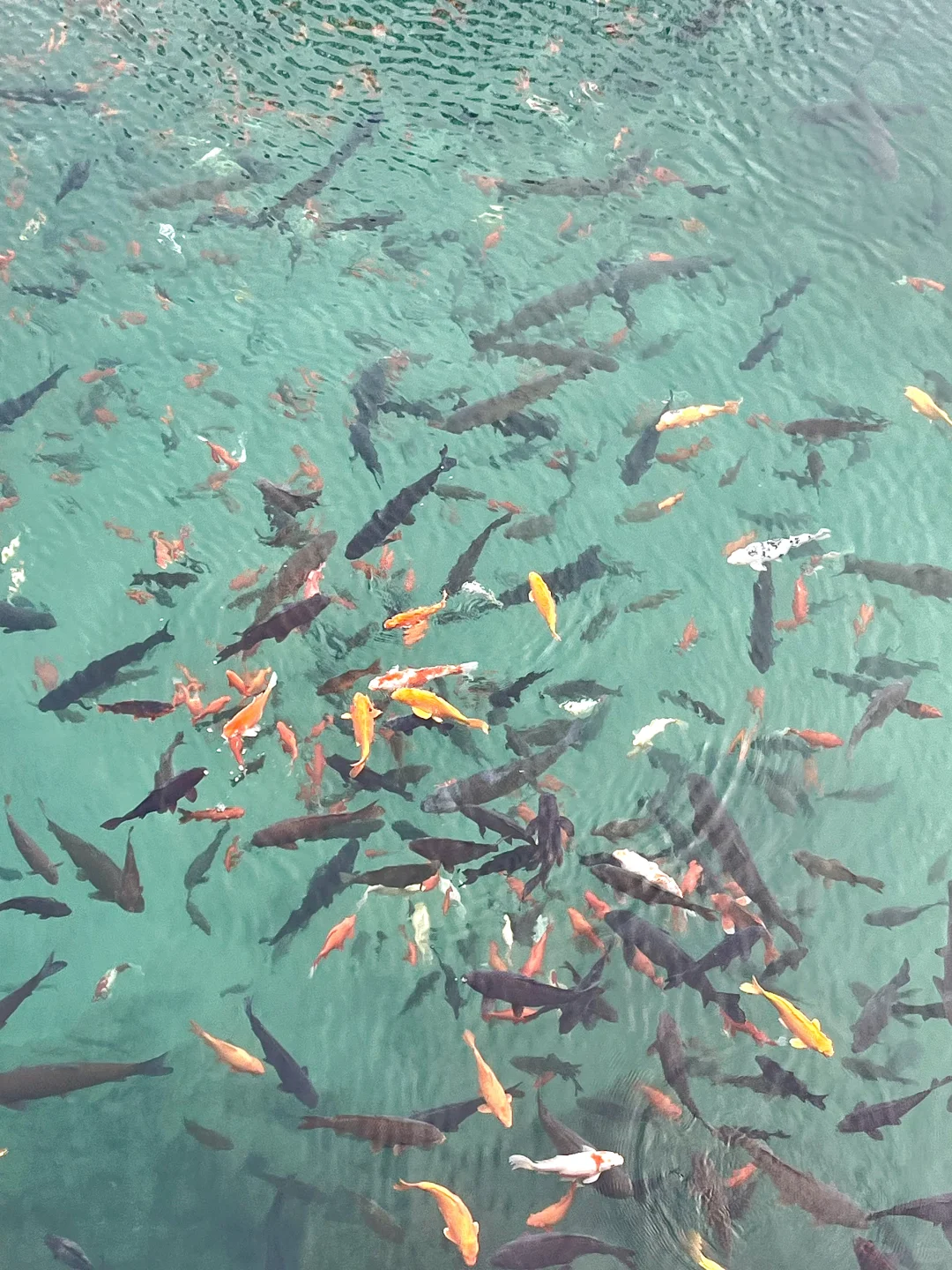 永远可以相信济南人Pick的Citywalk路线