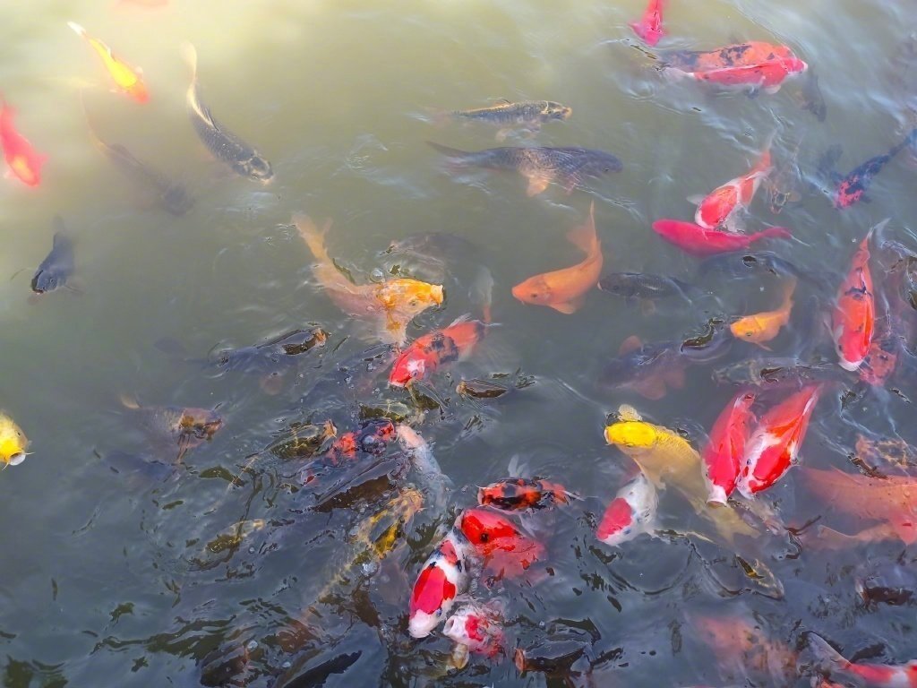 遇见锦鲤，好运连连 ​​​