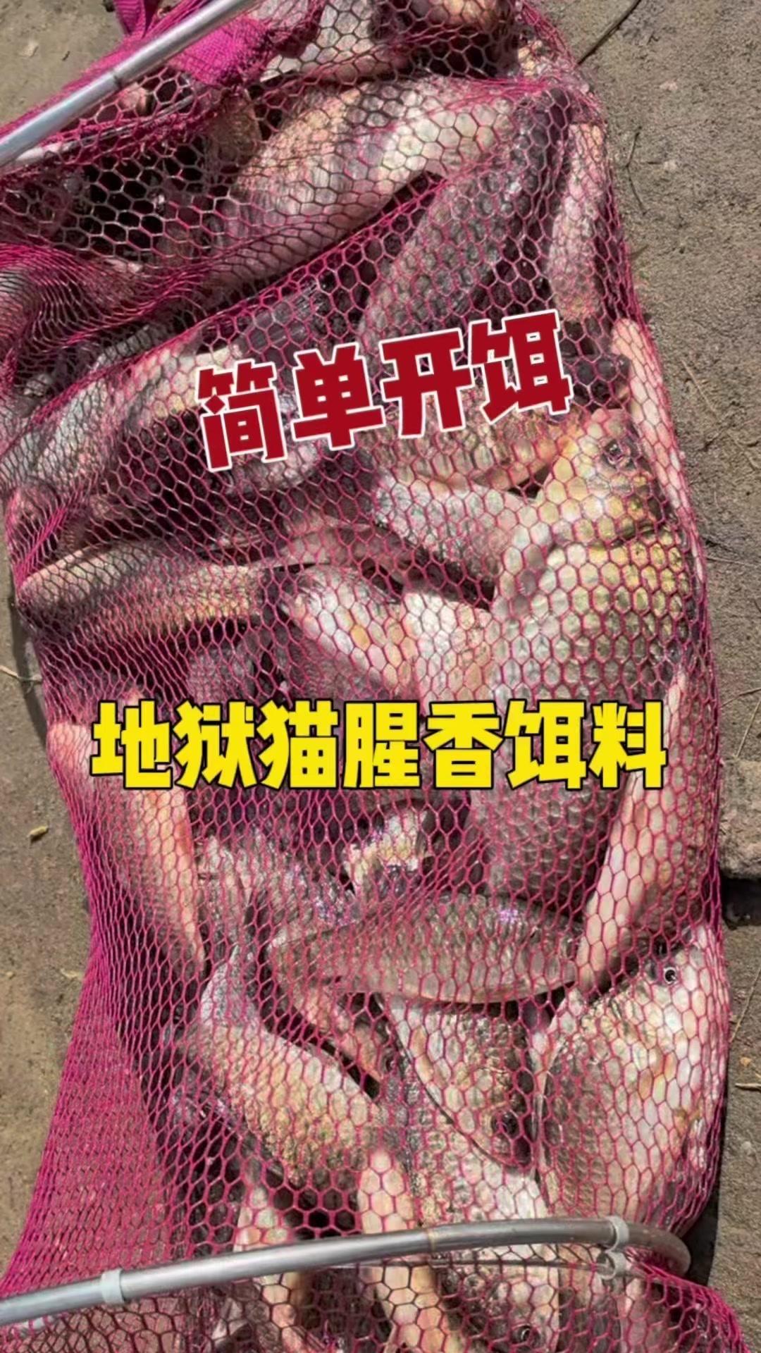 钓鱼王地狱猫昆虫蛋白饵+|+钓鱼必备神器🎣

家人们快来看看这款钓鱼王地狱猫昆