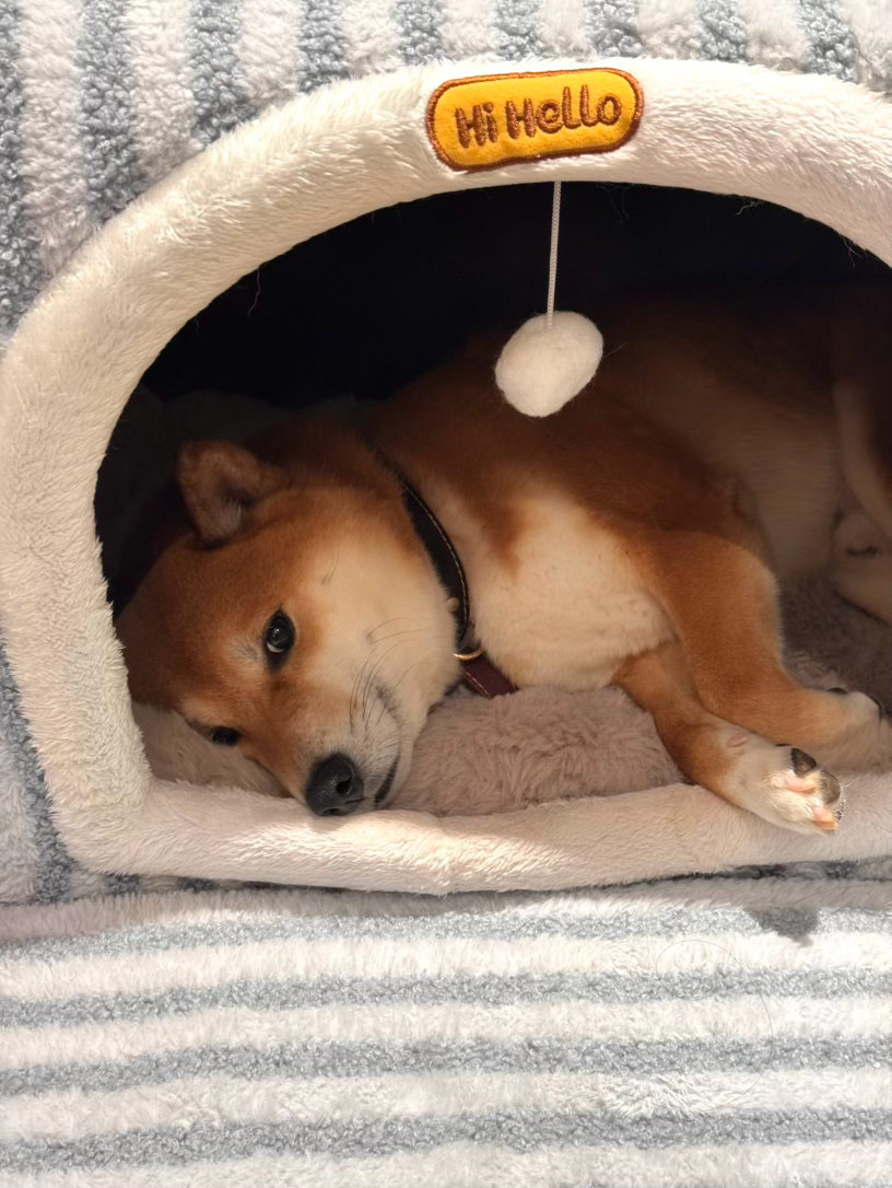 睡不着看了一晚上外星视频然后激情下单了30块的迪拜软曲奇 我到要看看有多好吃 