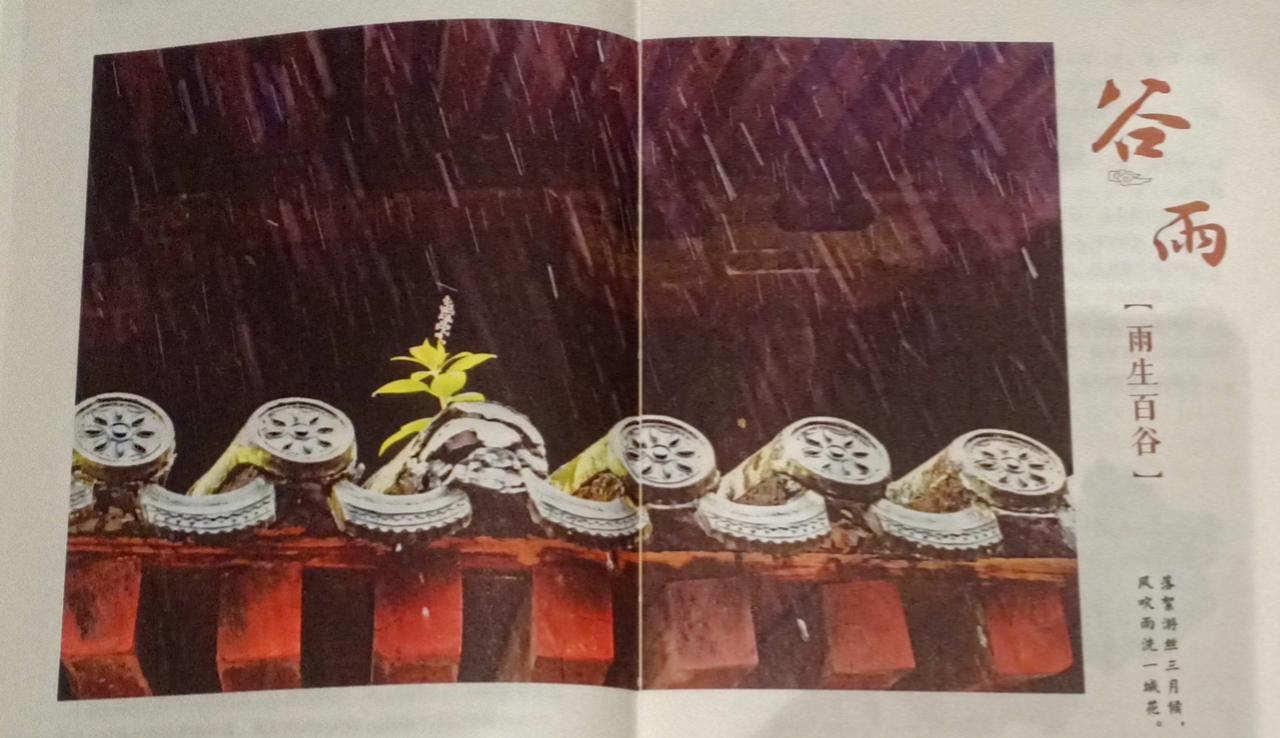 今日谷雨，春天里的最后一个节气了，正好我们这今早下雨了，雨为天地之和气，谷得雨而