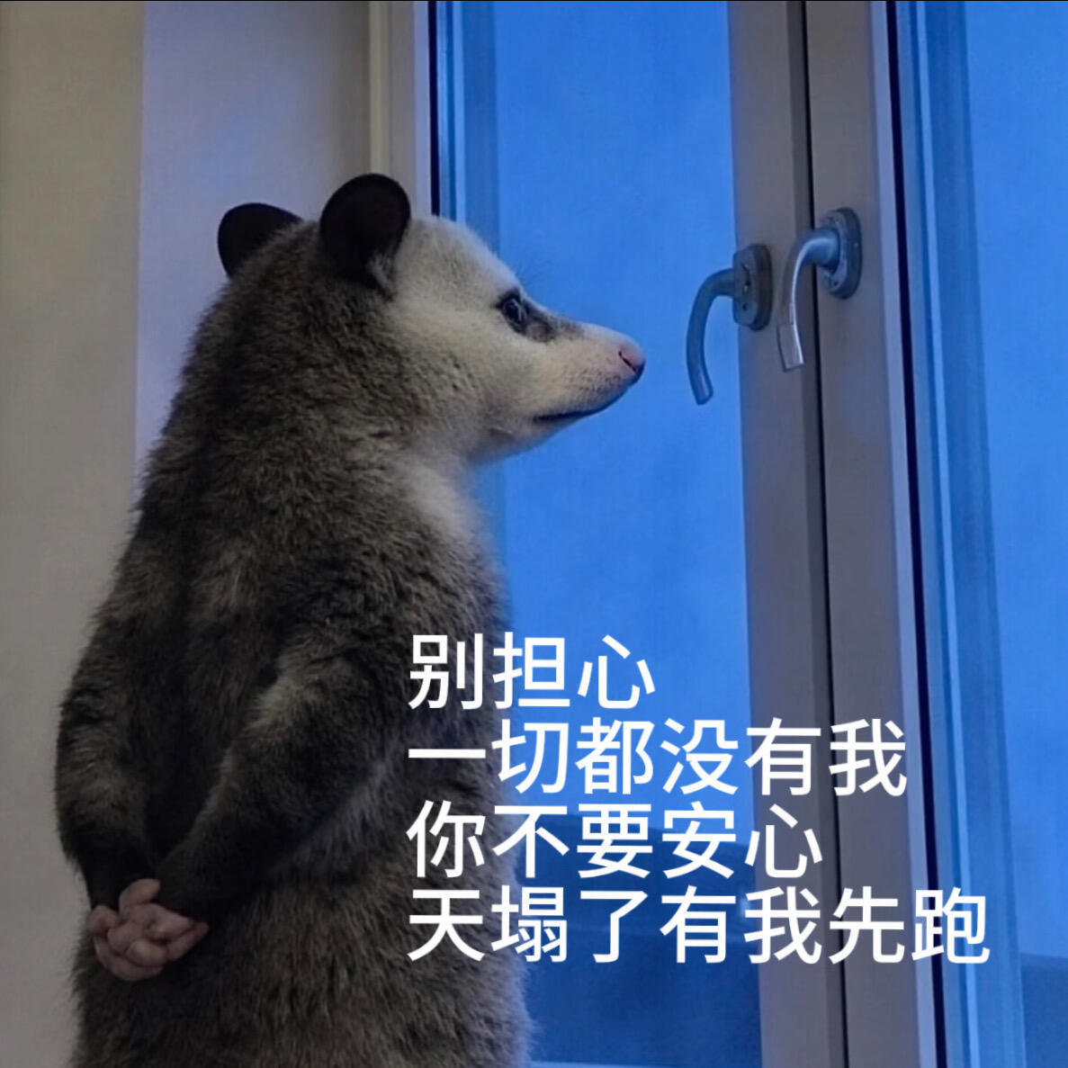 负鼠表情包 我已经成熟了不再讨厌周一而是讨厌一整个星期 