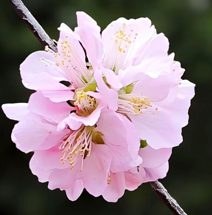 有一个人建了一个282人的微信群，在网上用恶毒的语言霸凌一个人，最后被人举报了，