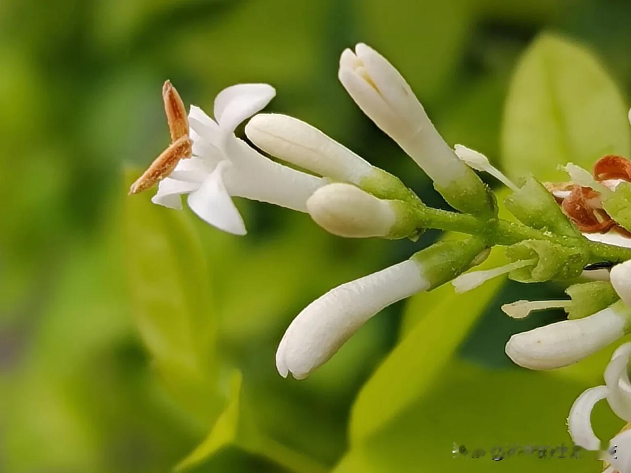 就是小蜡和小叶女贞。杰妹昨天了解过小蜡‌，今天了解一下它们之间的差别。小蜡为落叶