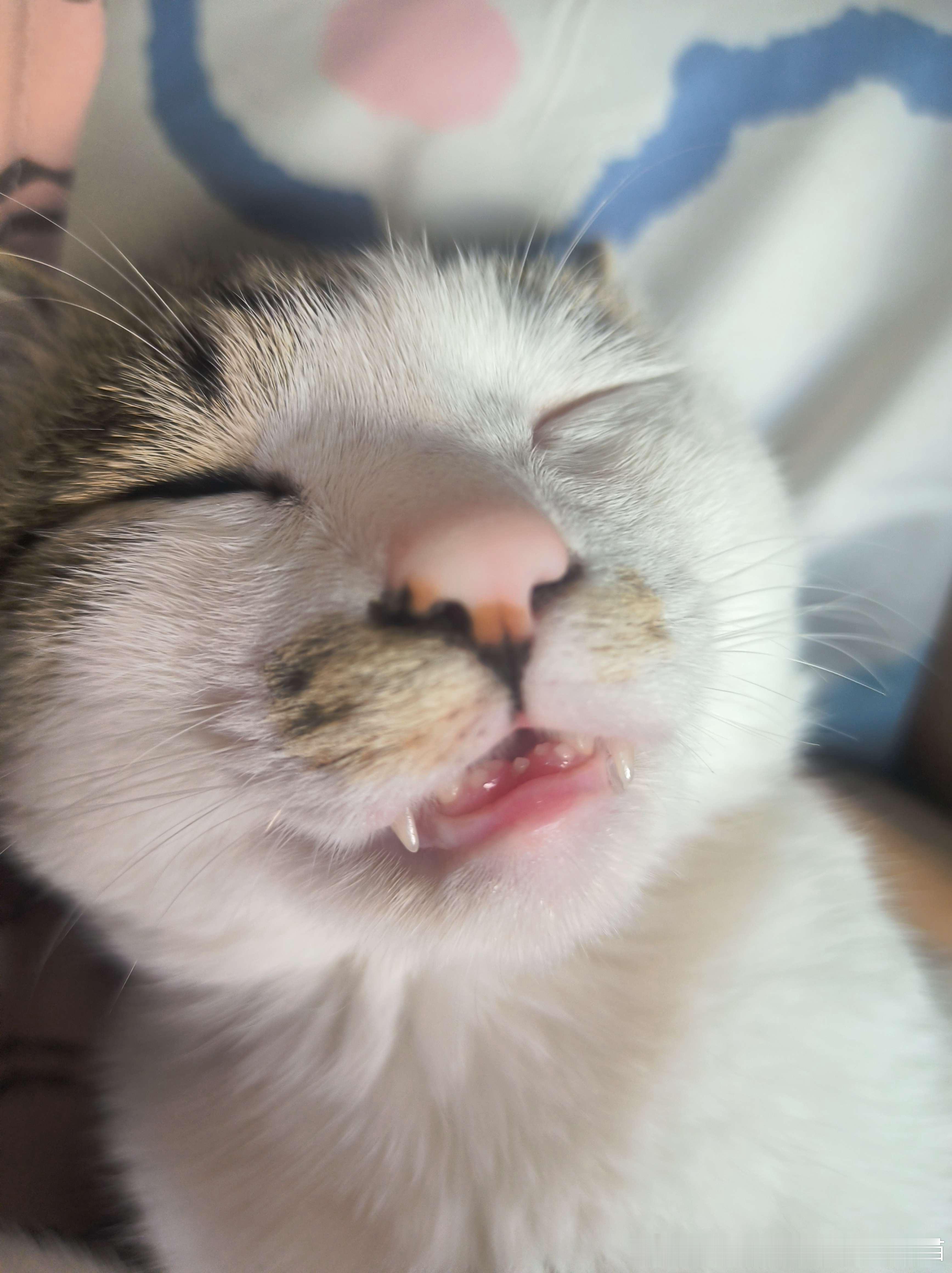 49221【丑猫】超绝睡眼 