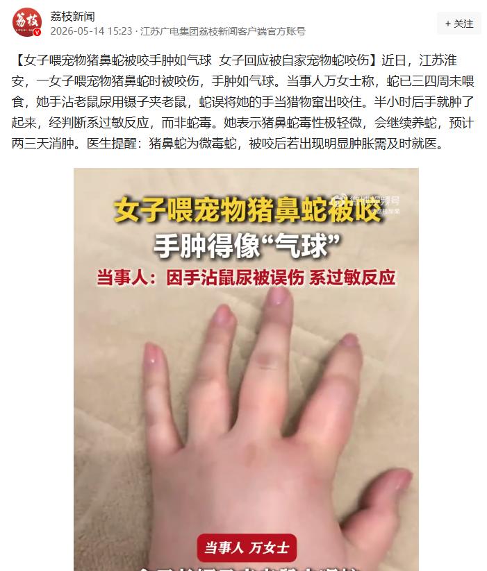离谱又吓人！5月14日荔枝新闻报道，江苏一位女生养了条宠物猪鼻蛇，连着三四个星期