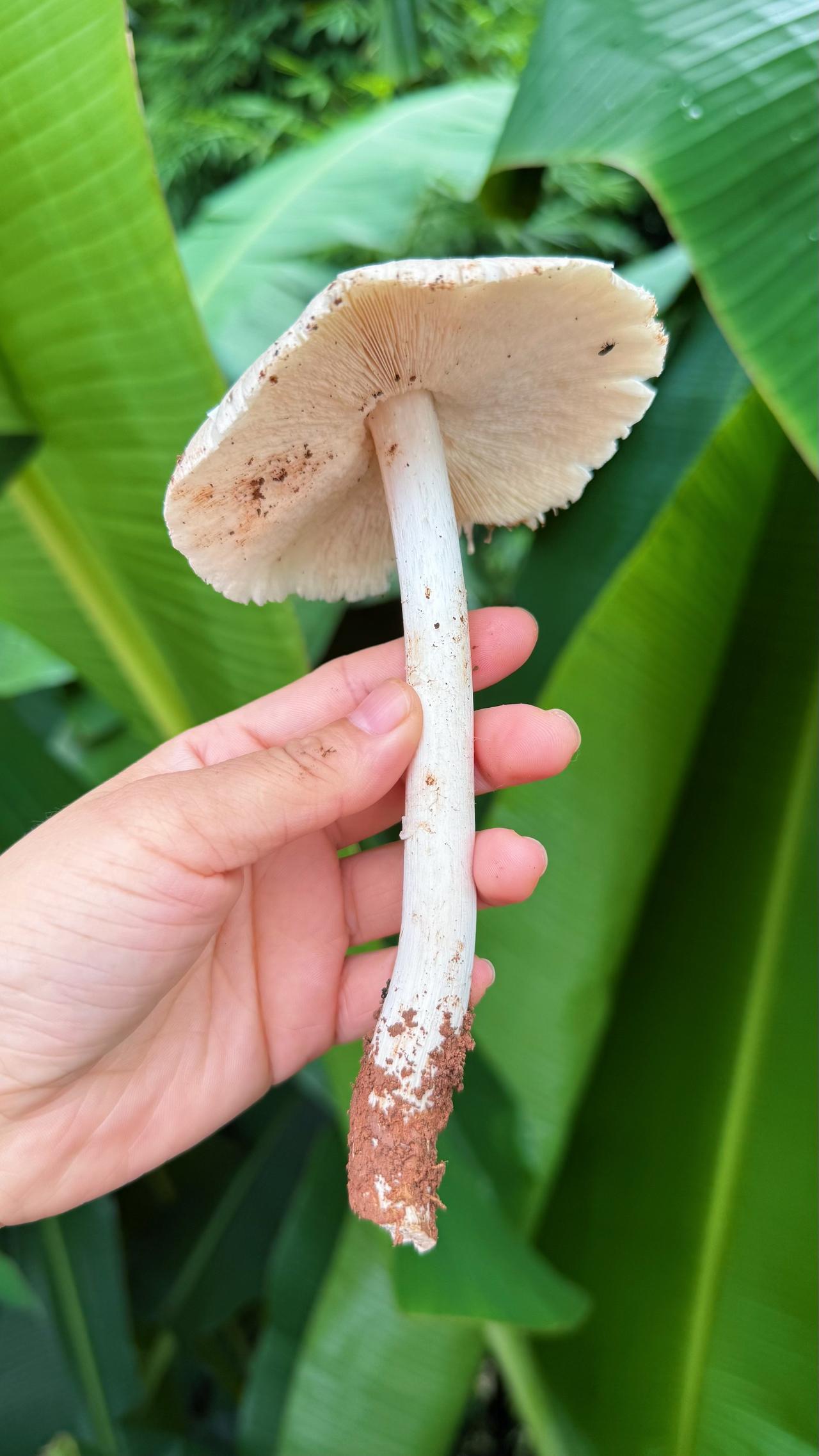 大家都长大了，就很少享受这种悠闲了！菜园里，田野上，总有一些画面能唤起小时候的记