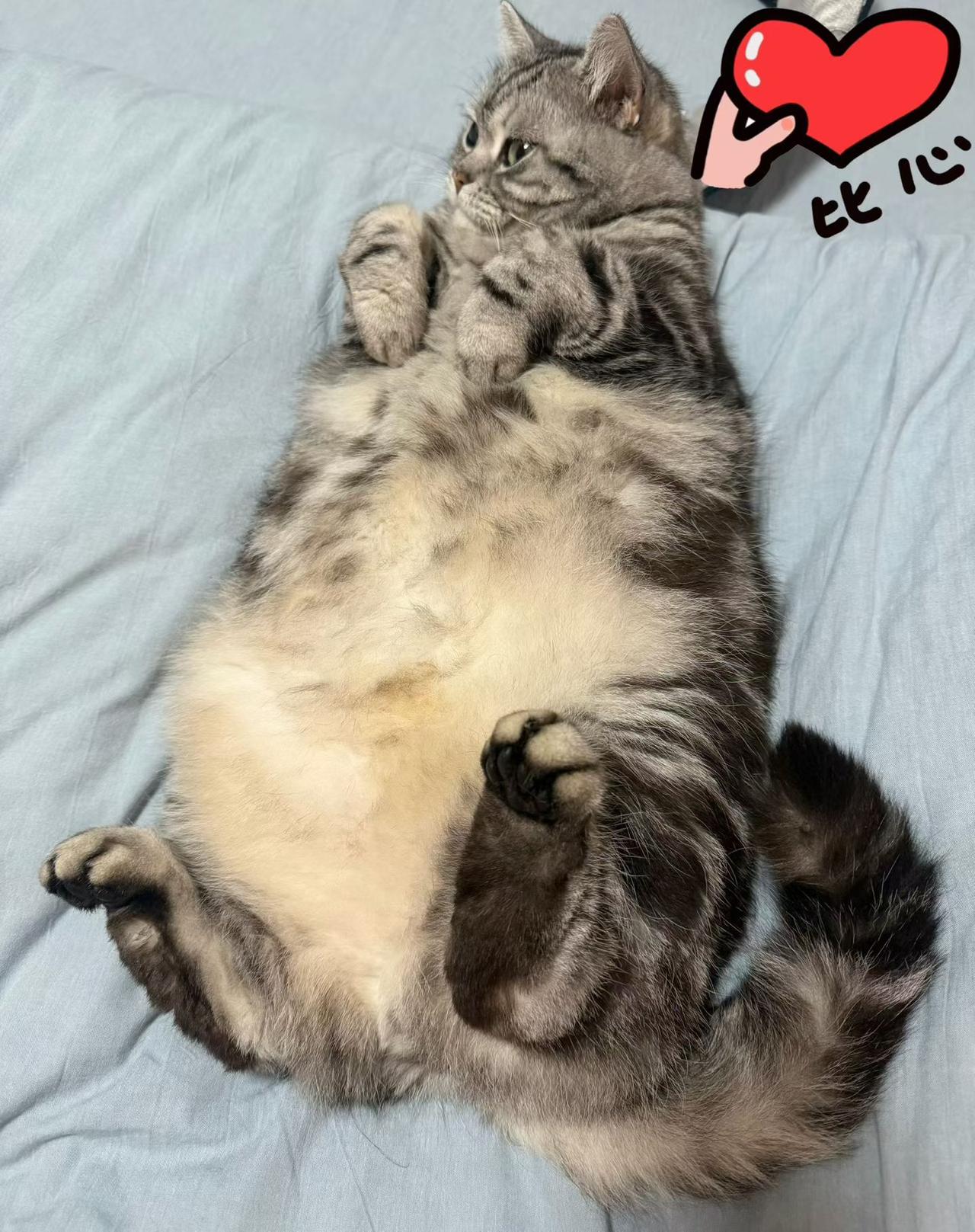 晒晒你家猫的可爱瞬间相亲相爱的兄弟俩，毛豆在晒肚皮好可爱[赞][赞]