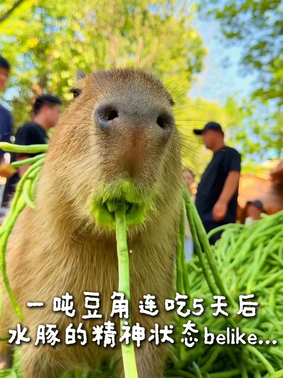 一吨豆角连吃五天后，水豚的精神状态be like