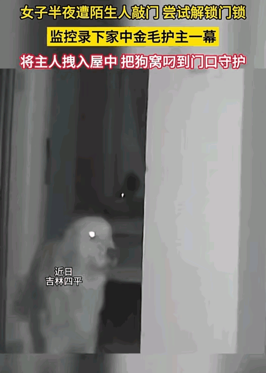 毛孩子的暖心守护💕，独居生活不再孤单

👋家人们，今天想和你们聊聊我家毛孩子