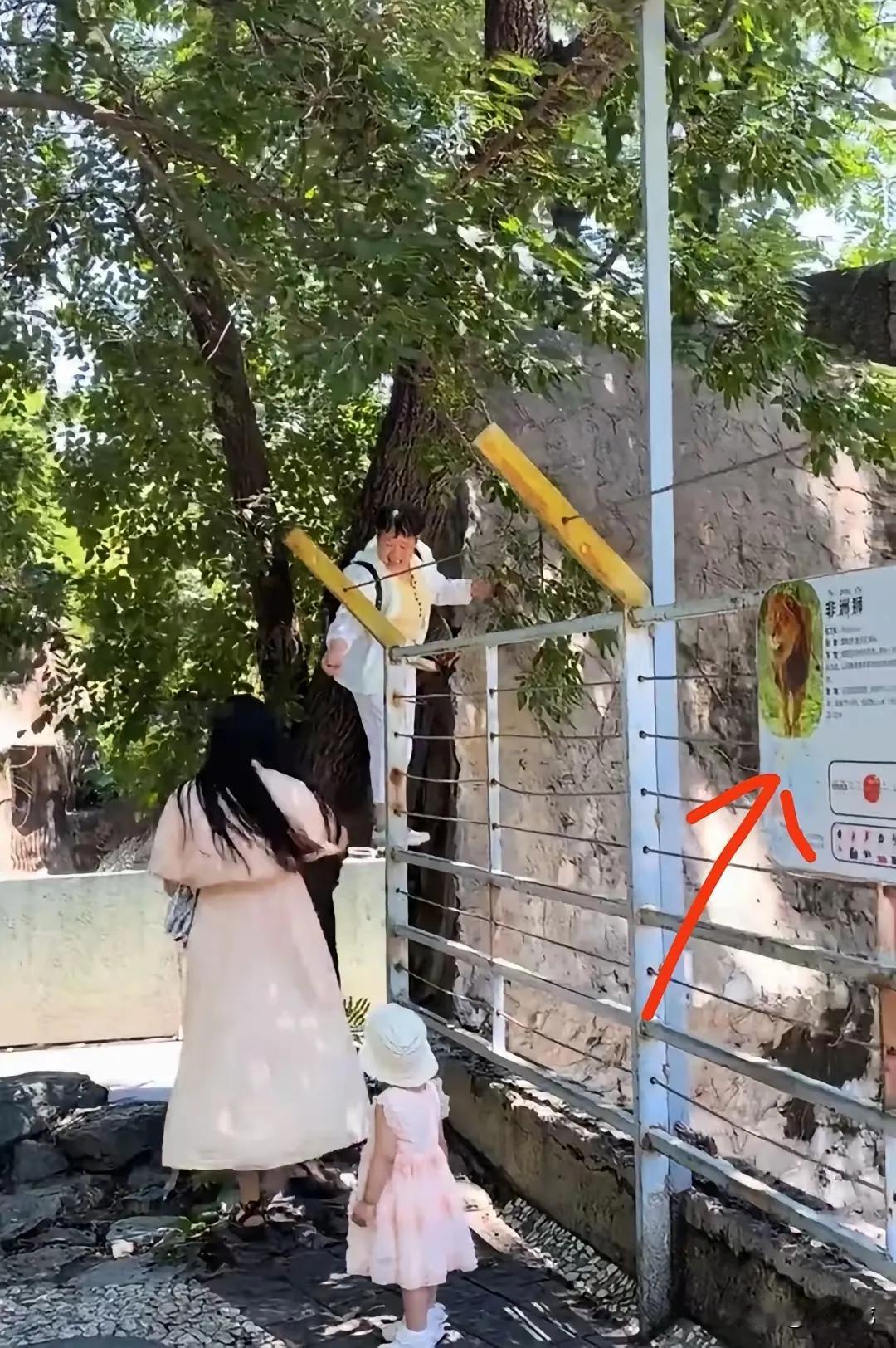 北京动物园。
祖孙三代老太太胆子最大，她站在非洲狮展区的围栏上，手伸进围栏里采摘