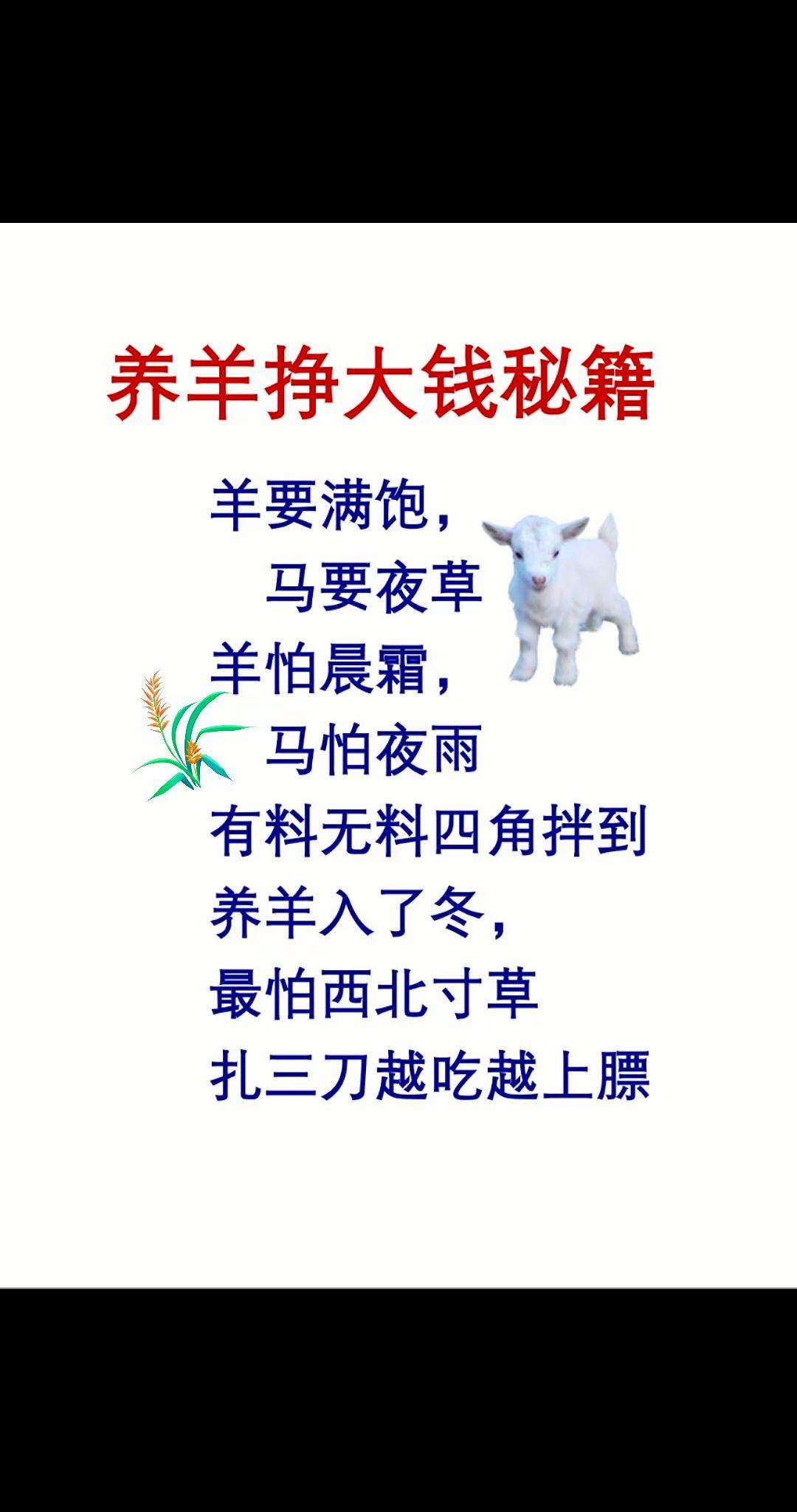 养羊人 农村养羊