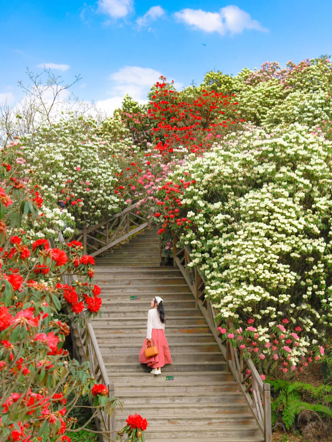 高铁直达！被春天漫山杜鹃花海🌸美哭了😭😭