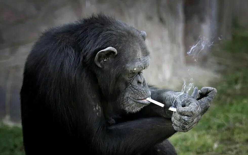 今天中午坐在院子里抽了根烟
思绪万千
总感觉自己还年轻
一晃却发现自己已经不是1