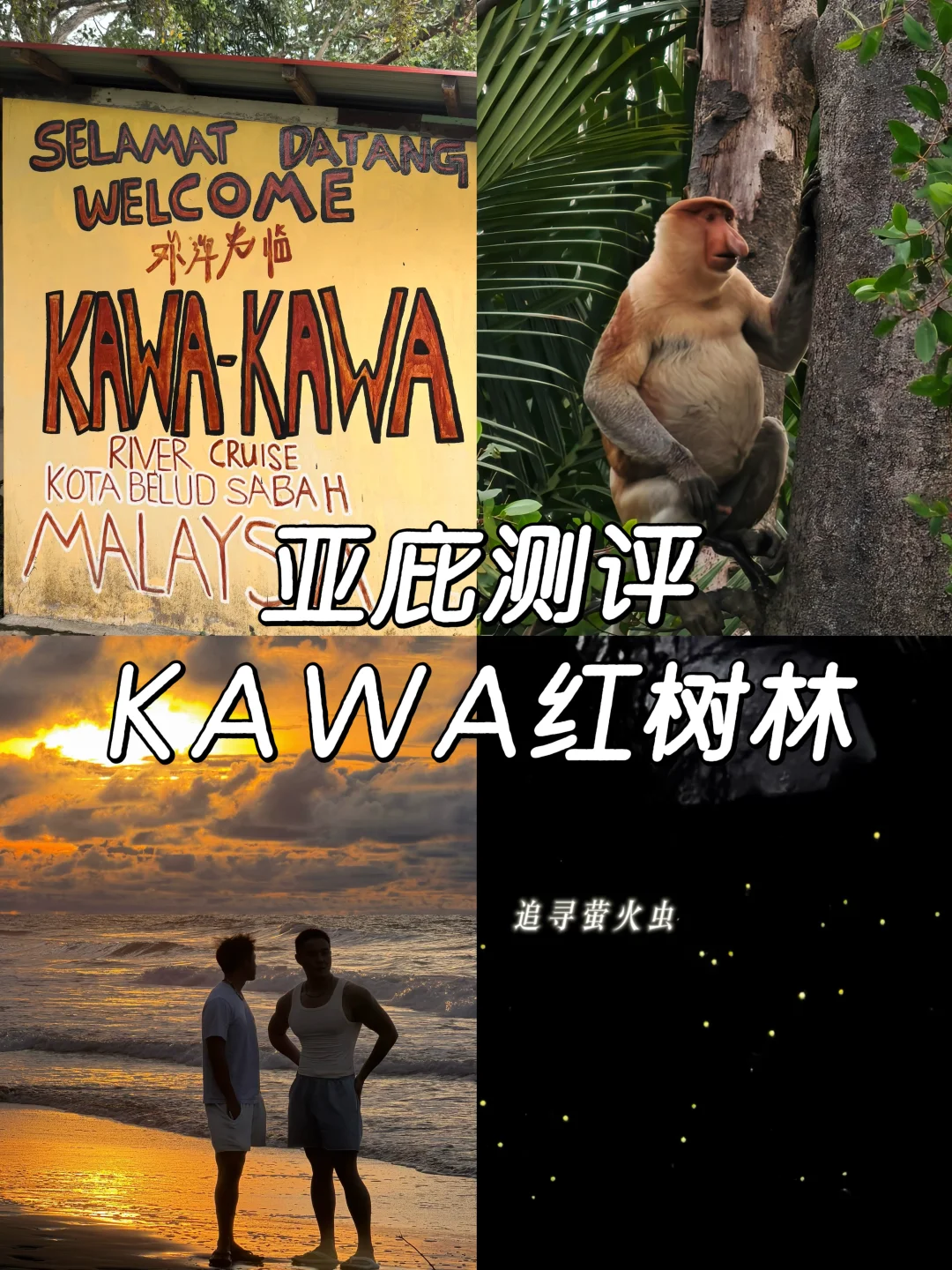 亚庇游玩项目测评3|kawa红树林长鼻猴萤火虫