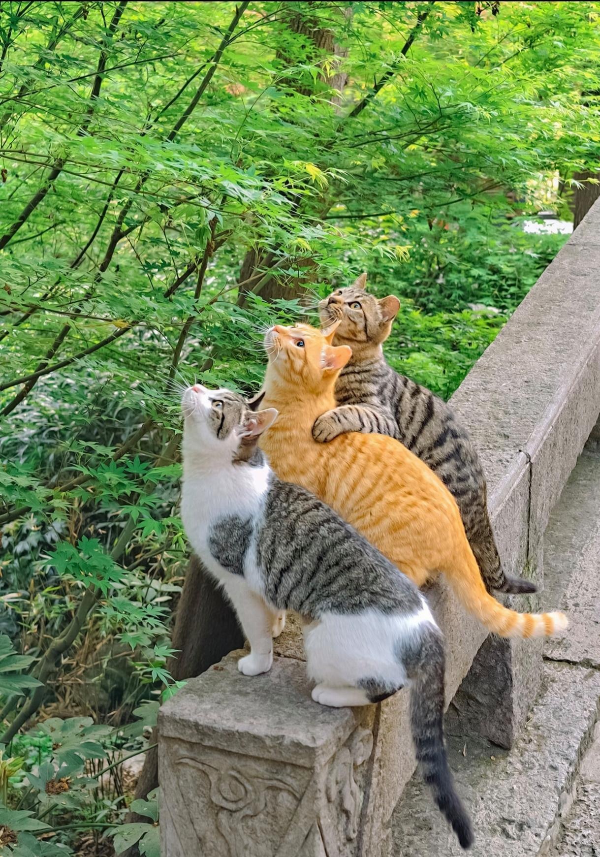 你们想买的太多，我也没意见，打野的小赌怡情可以，但别又把纳指赚的都拿去亏了就行。