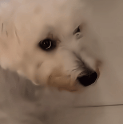 不呆犯错的呆🐶 