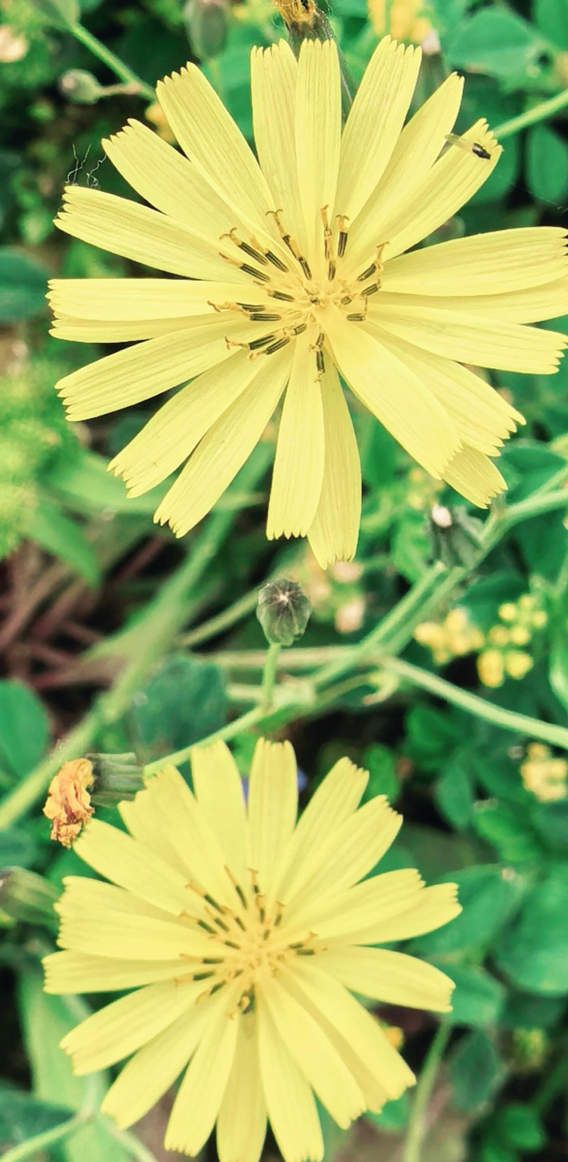 今天感觉被路边的小黄花治愈了。没有玫瑰的惊艳，却用最明媚的黄色告诉你：即使平凡，