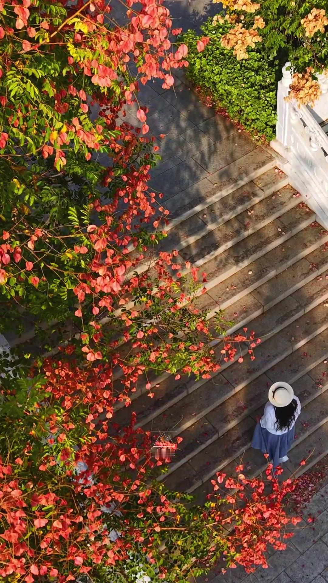 🌿漫步在淄博文昌湖萌山公园，猝不及防撞上满树栾华。树枝托着细碎金盏似的小花，垂