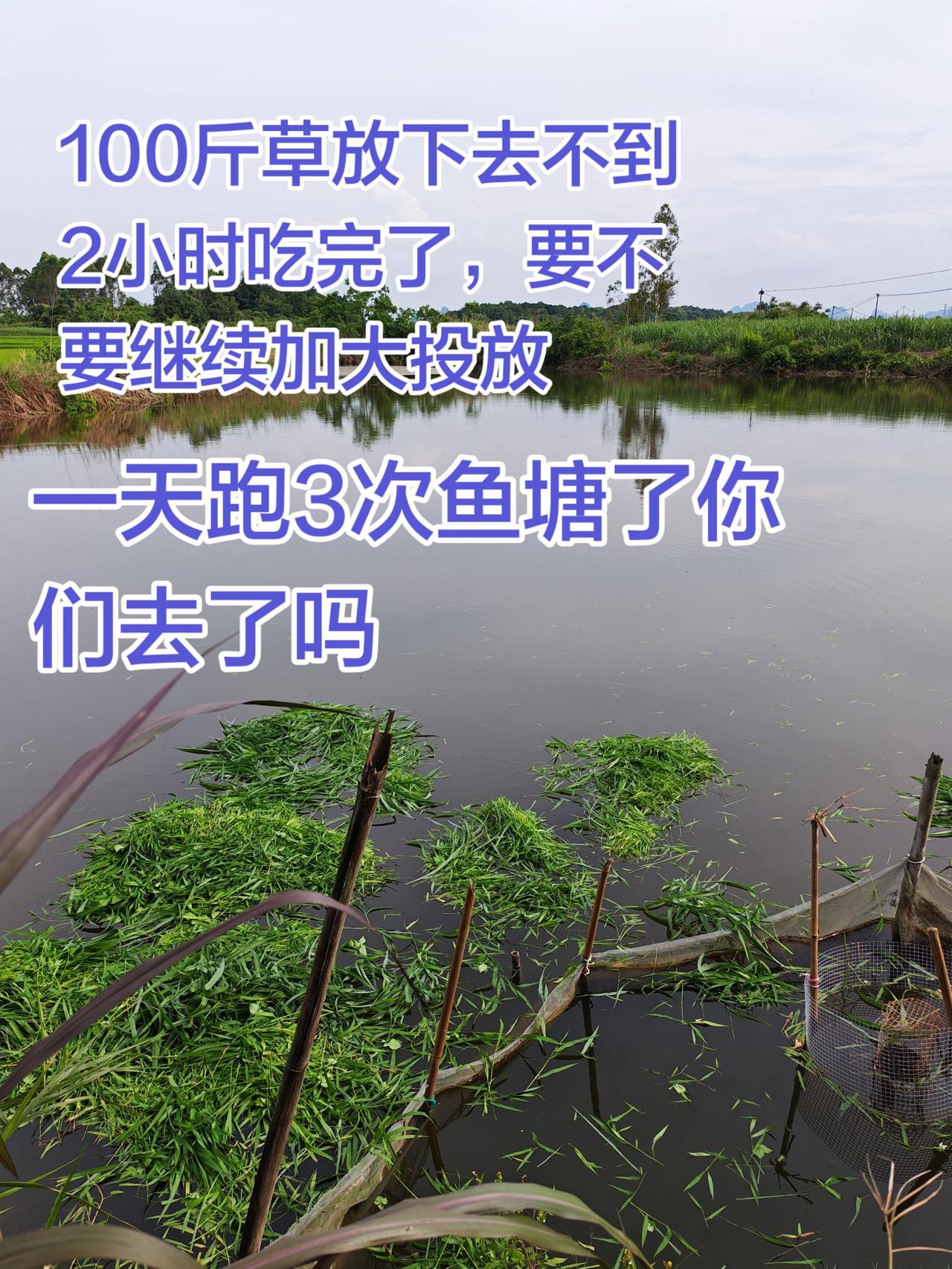 草鱼吃的太快了，有点忙不过来了养鱼日记 养鱼 农村生活