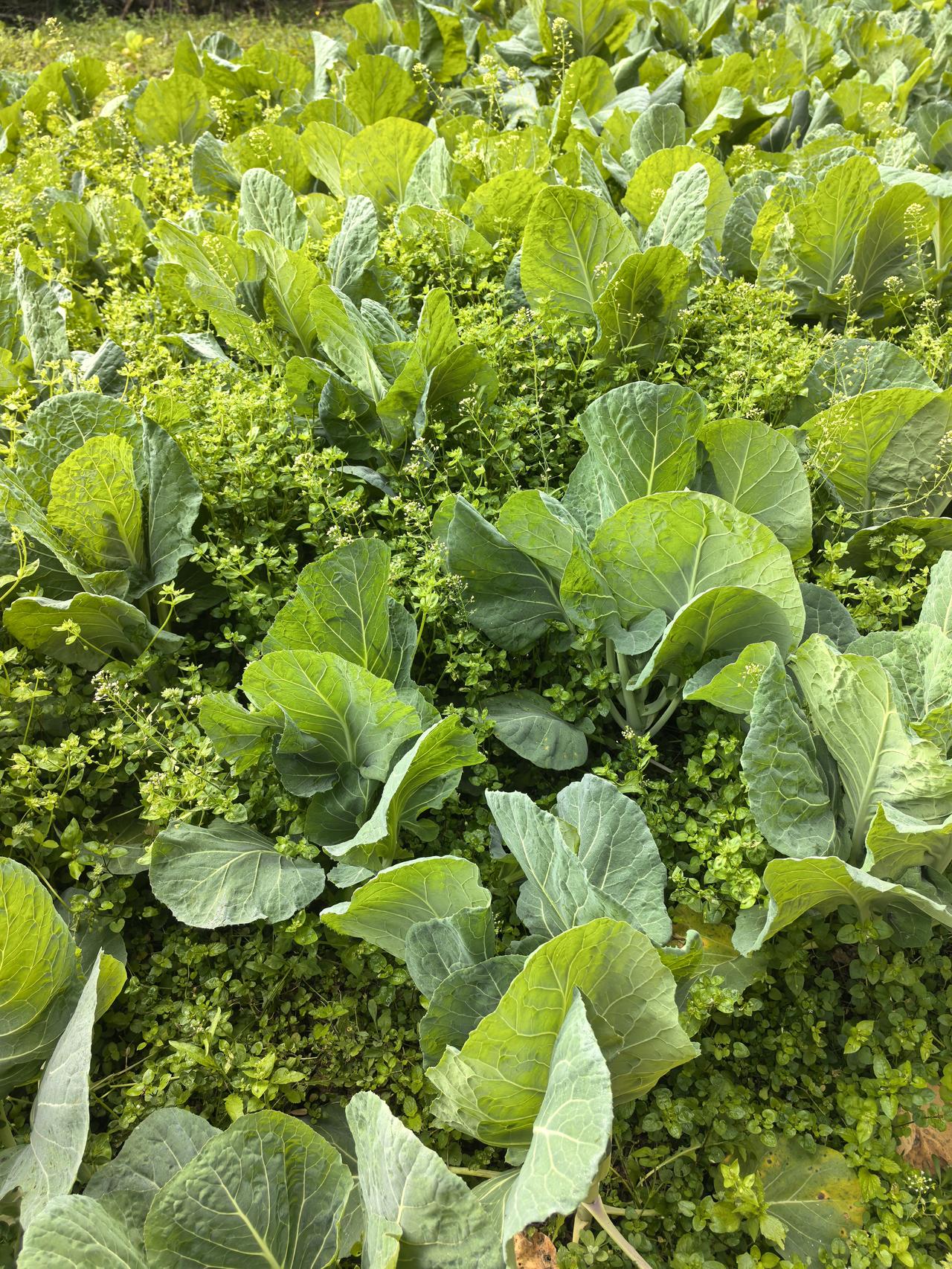 前天去买菜，我照例来到那位大姐的摊位前挑选，她卖的都是她家自己种的农家蔬菜，还有