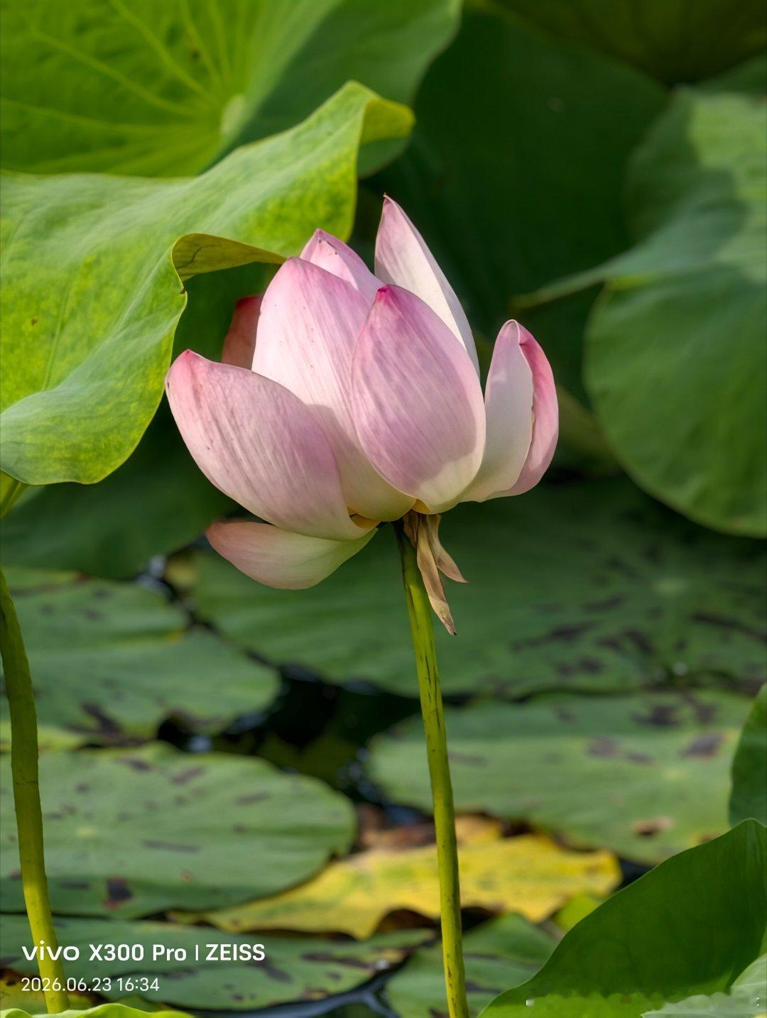 【临港花事  荷花】花开半夏，水光潋滟，一池娇荷，摇曳生香。 威海·嘉和花园