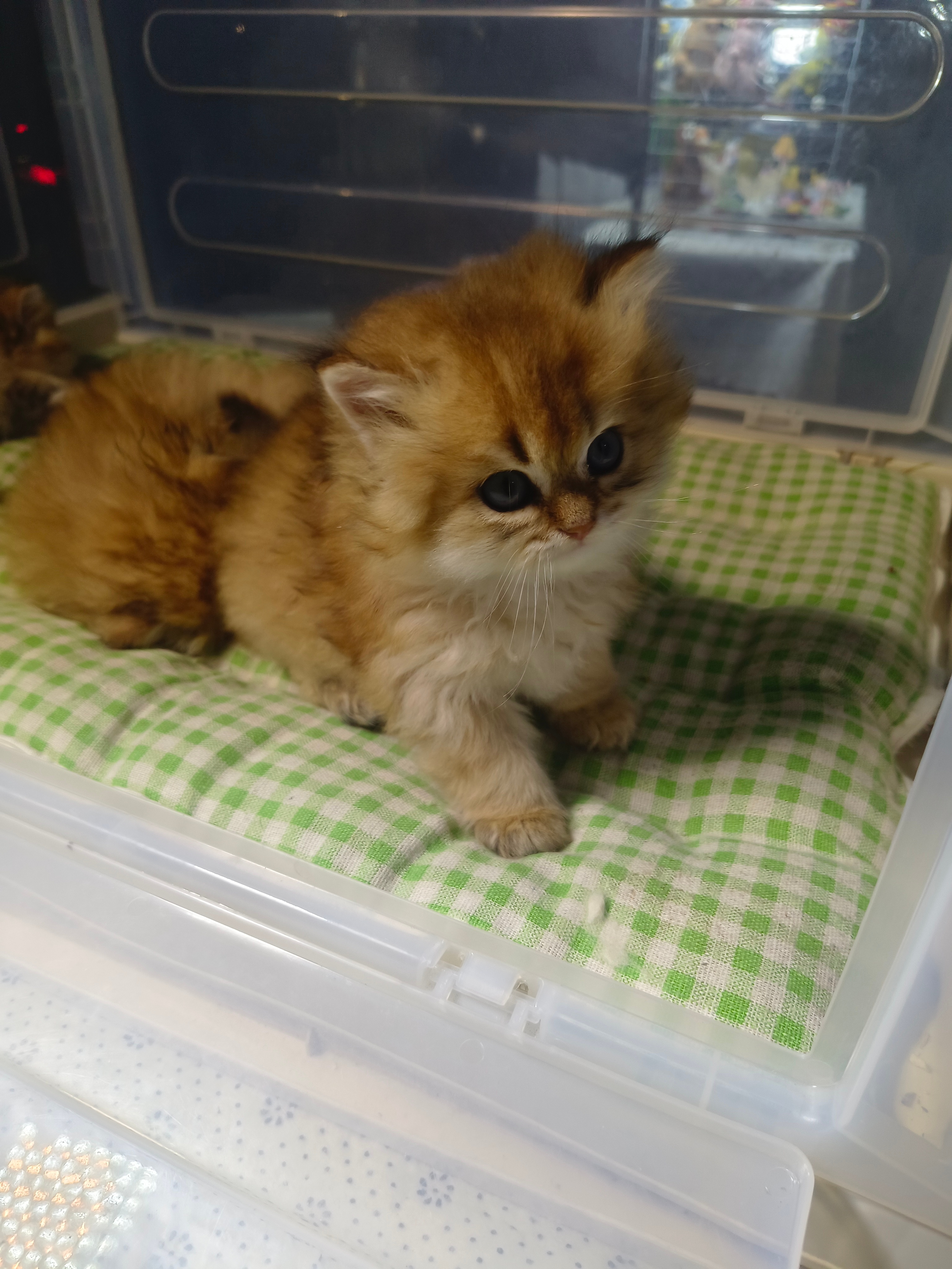 遇到一位小可爱，2个月大，主人说每只…… 