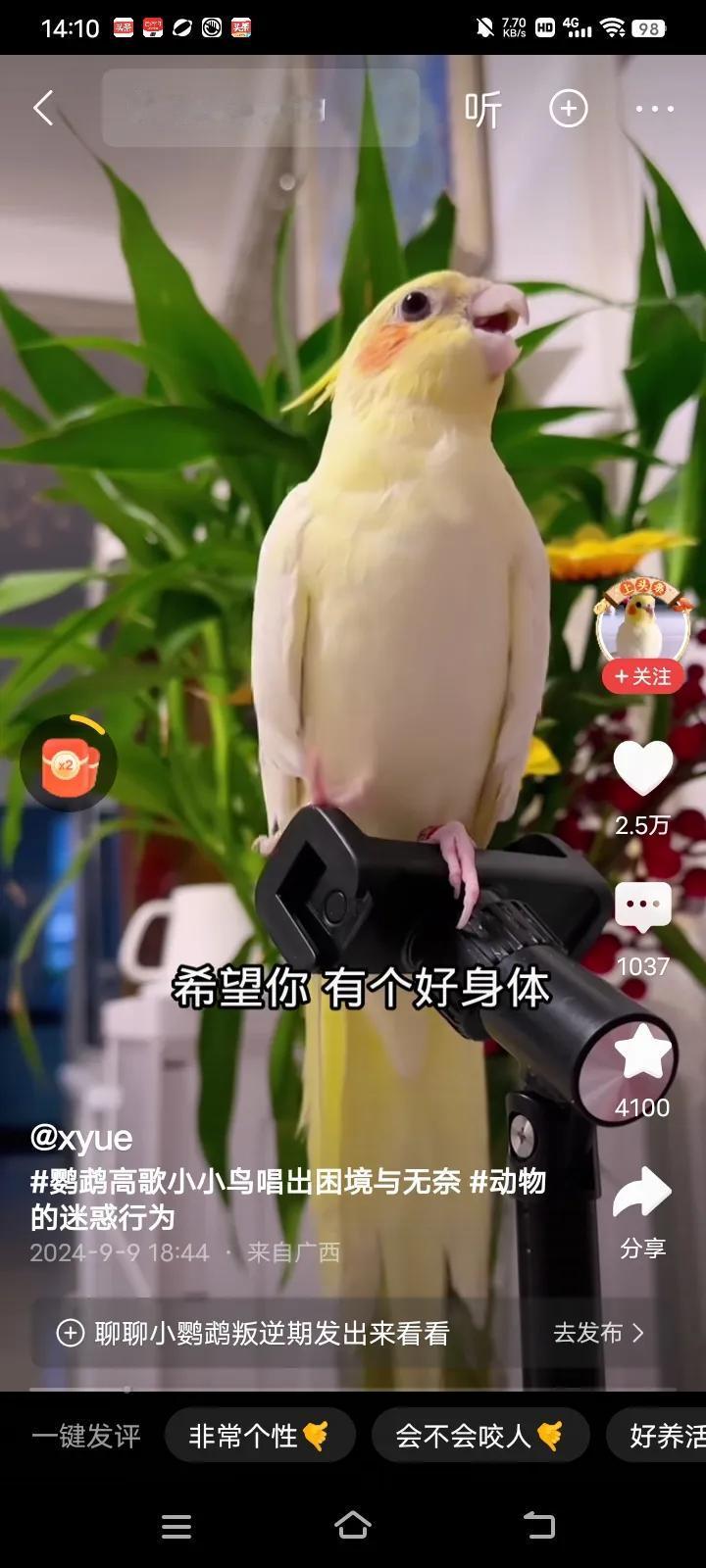 广西的一位退休老大爷，他在家里养了一只很可爱的鹦鹉小鸟，老大爷说了，这只小鸟真的