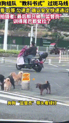 网友等红灯的时候，拍到超有意思的“文明汪汪队”集体过马路！
 领头的狗狗堪称监督