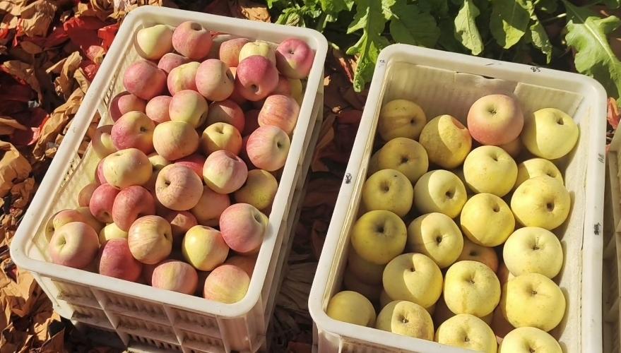 今天去果园买维纳斯苹果，想给女儿发去，女儿电话还说那，去年我爸在夜市让人家给发的