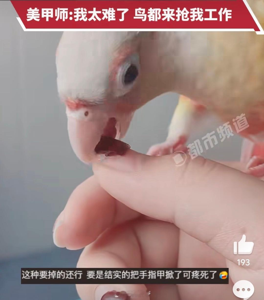 女子美甲被鹦鹉几口卸掉美甲师迎来最不可思议对手 美甲师的职业危机来了，连鸟类都开