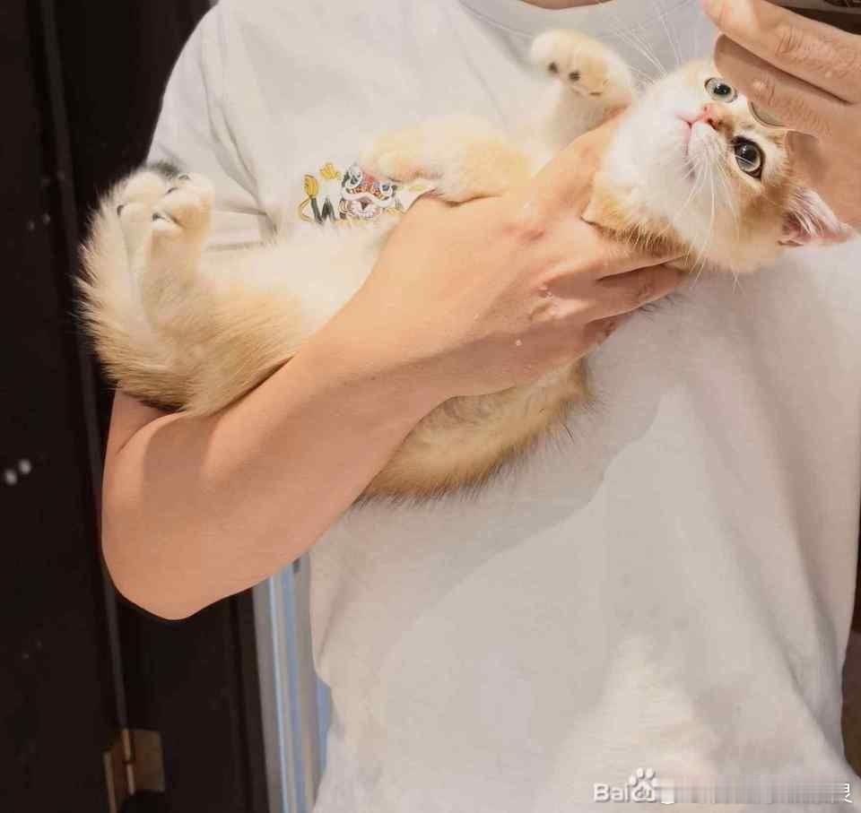 金渐层 我对猫儿子，也是够好了 